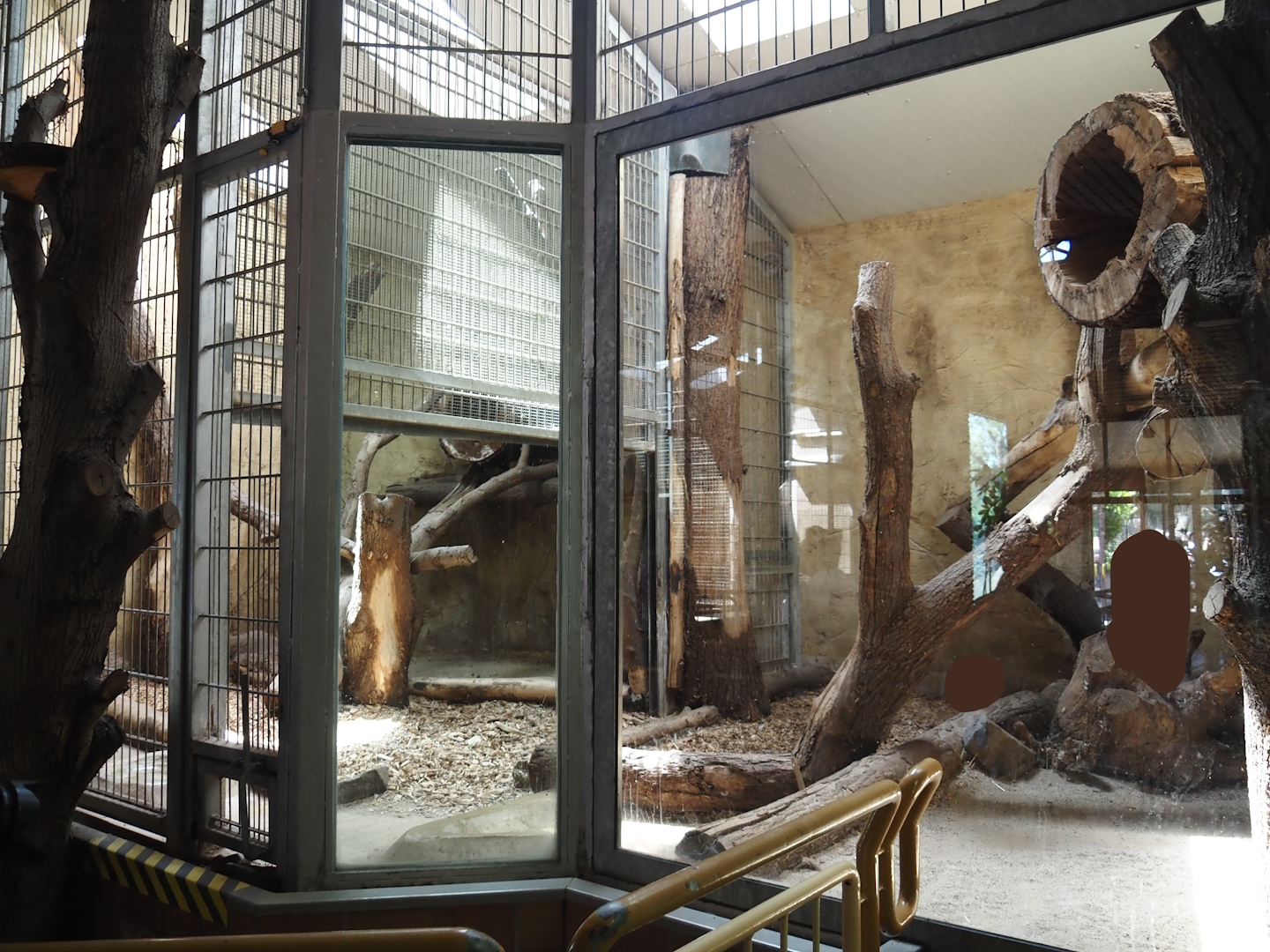 Fishing cat indoor exhibit, 2024-06-08