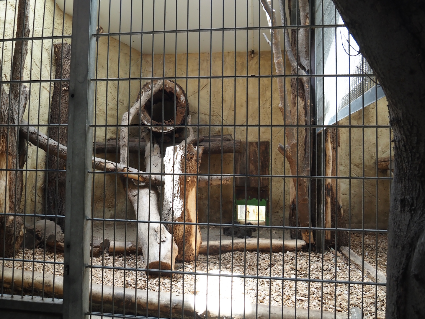 Fishing cat indoor exhibit, 2024-06-08