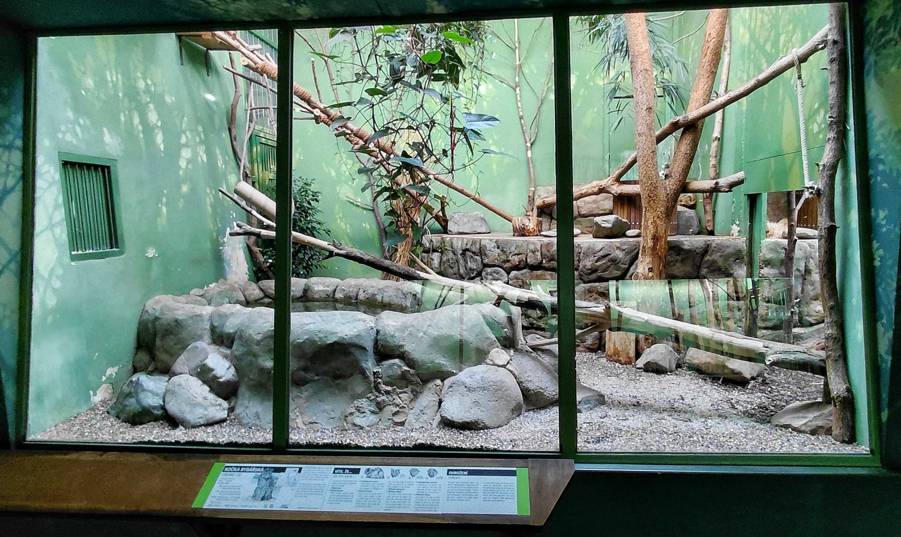 Fishing cat indoor exhibit