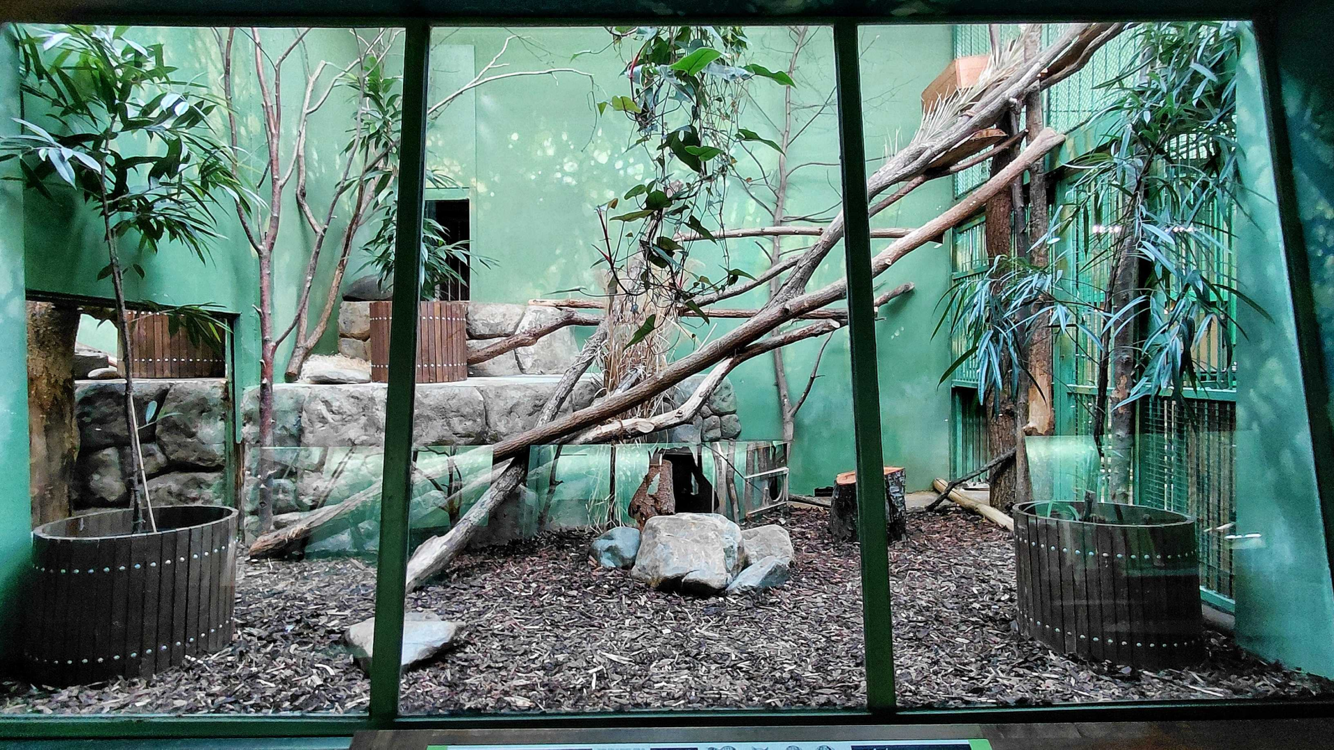 Fishing cat indoor exhibit