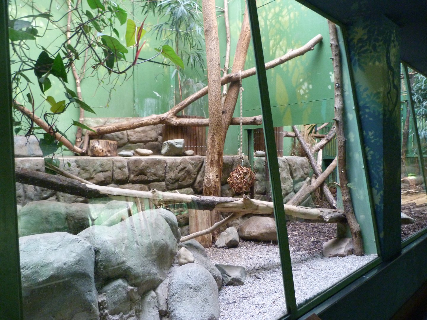 Fishing cat indoors exhibit -Zoo Praha (2025)