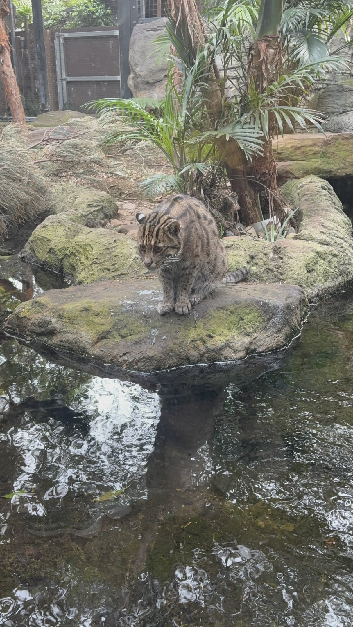 Fishing cat - July 2025