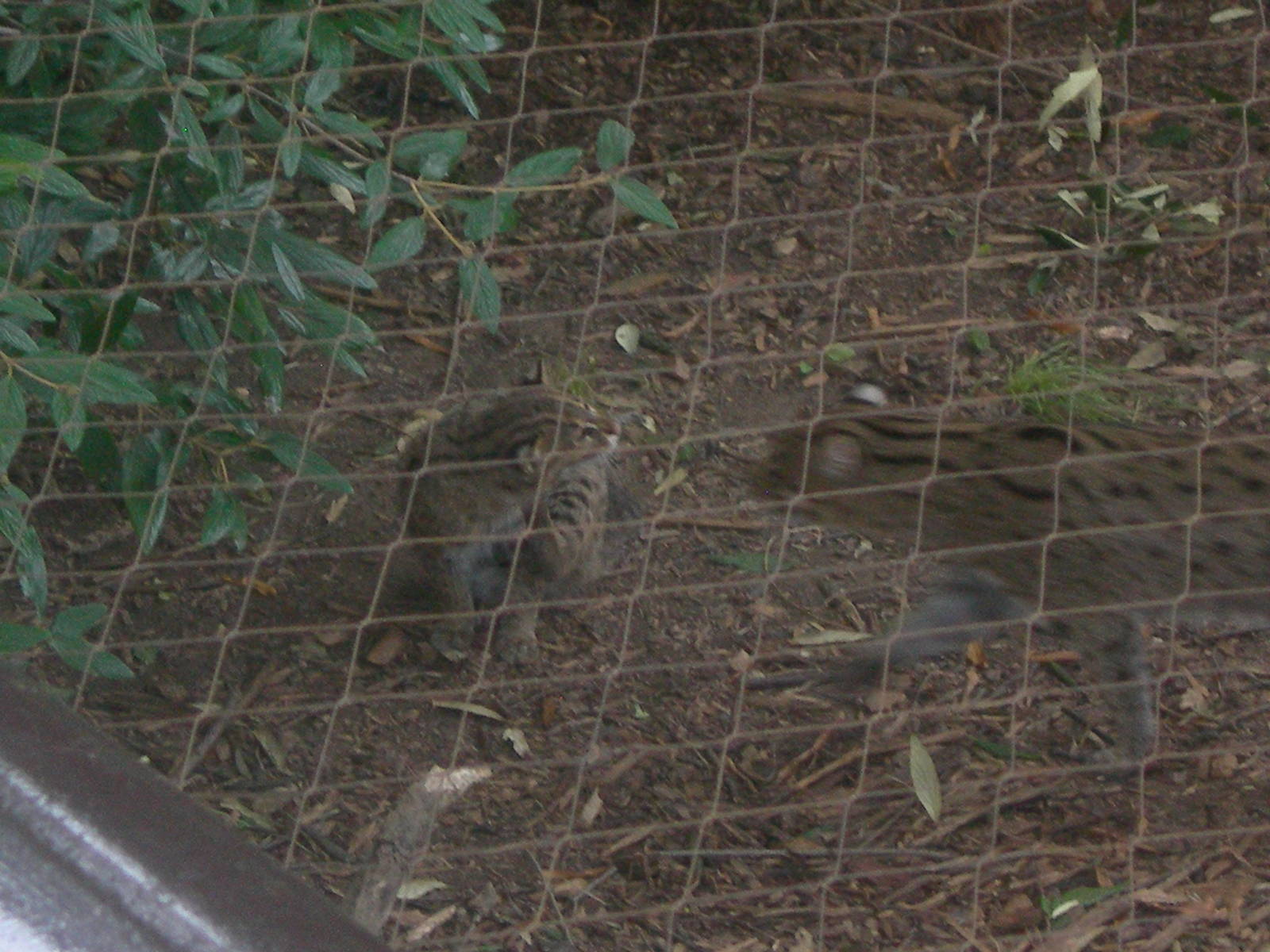 fishing cat kitten with mom