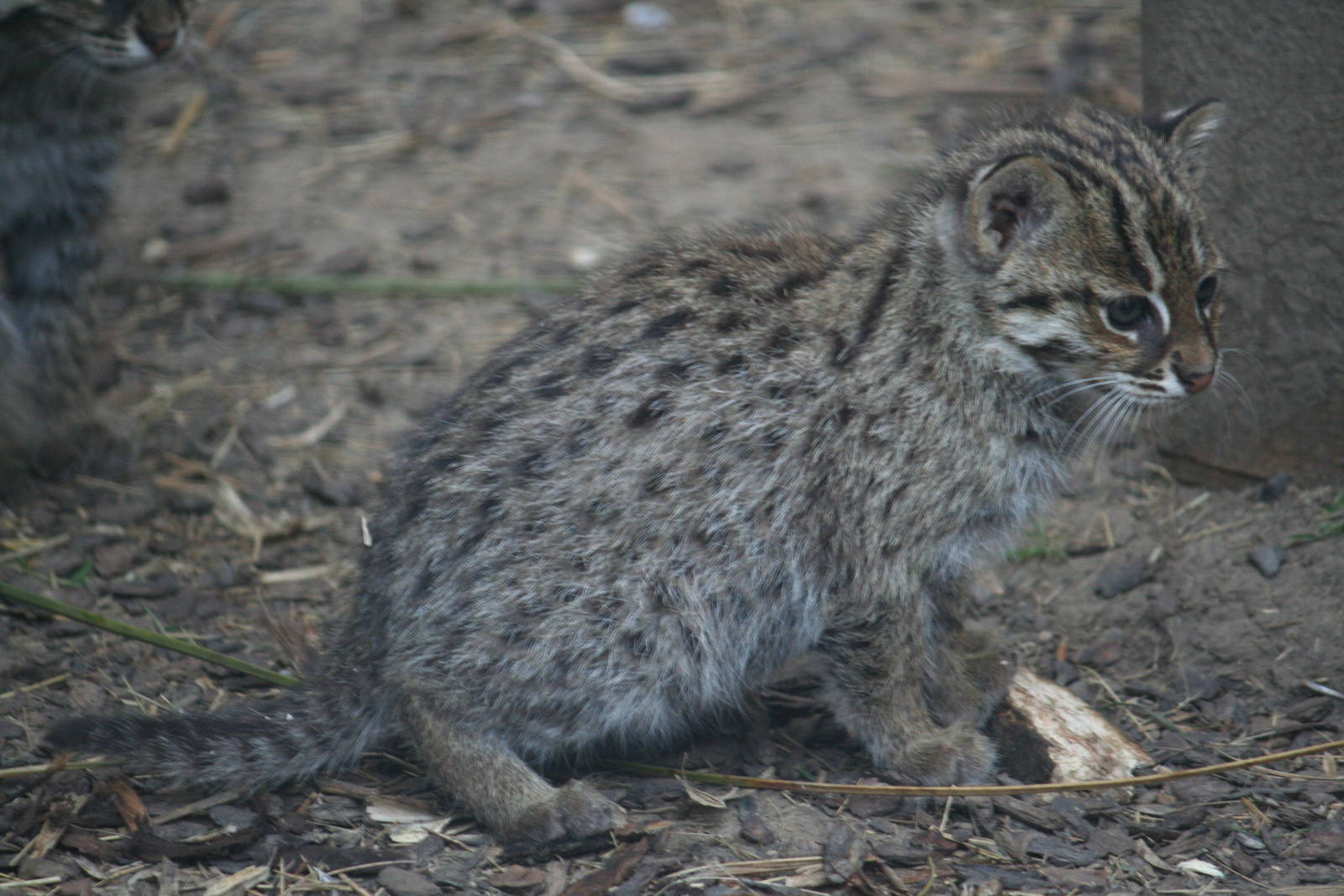 Fishing cat kitten
