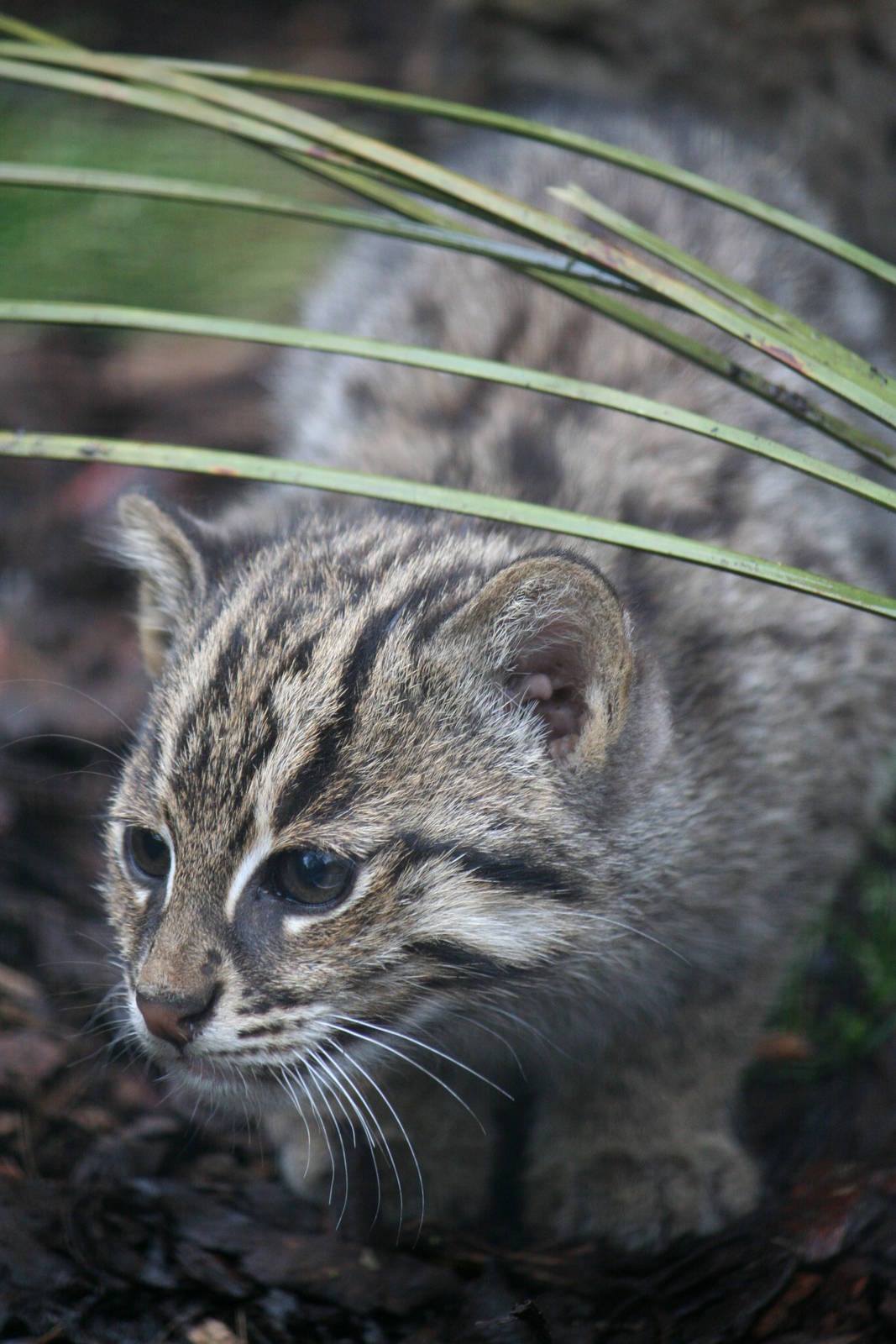 Fishing cat kitten