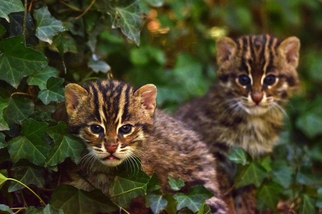 Fishing cat kittens