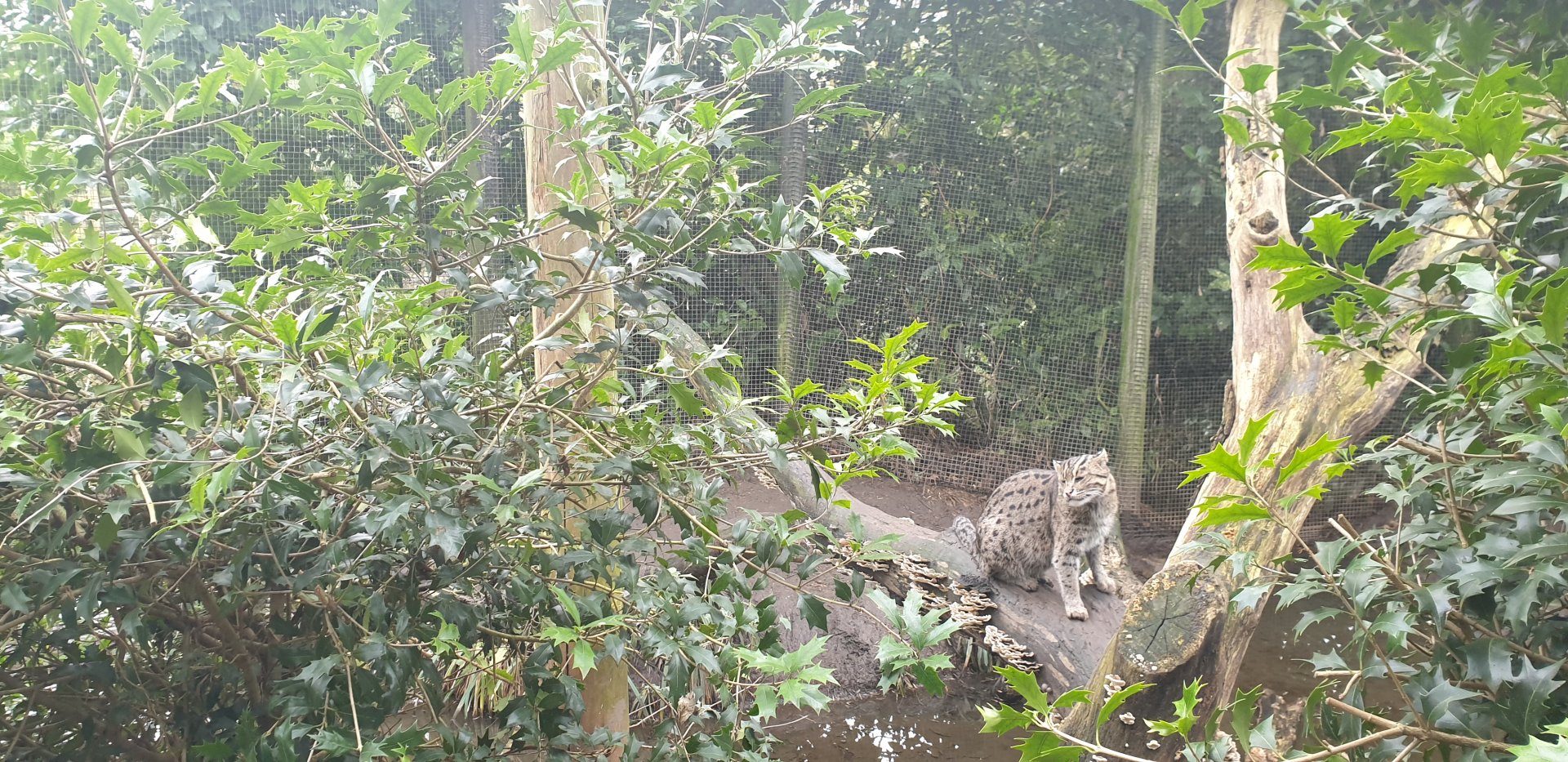 Fishing cat, male
