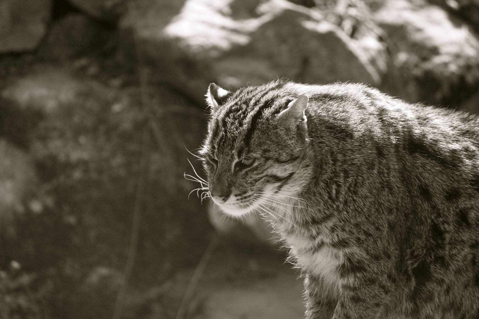 Fishing cat, May 2013