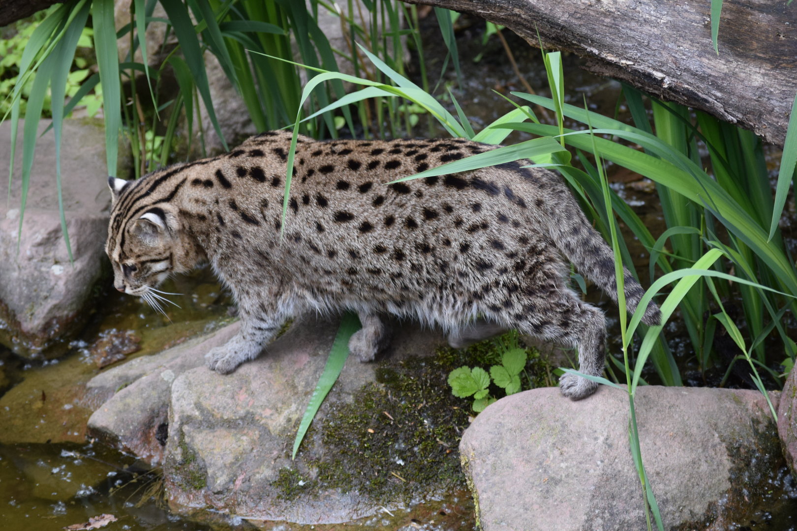 Fishing cat - May 2019