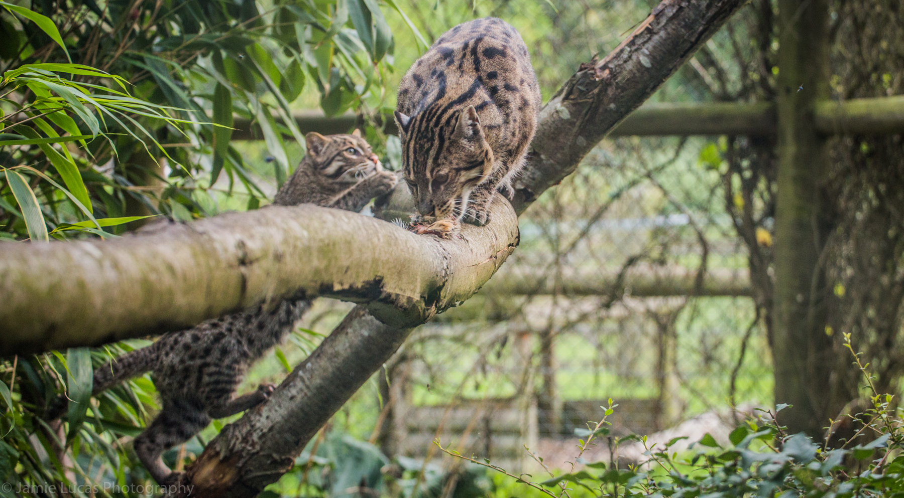Fishing Cat mother & cub