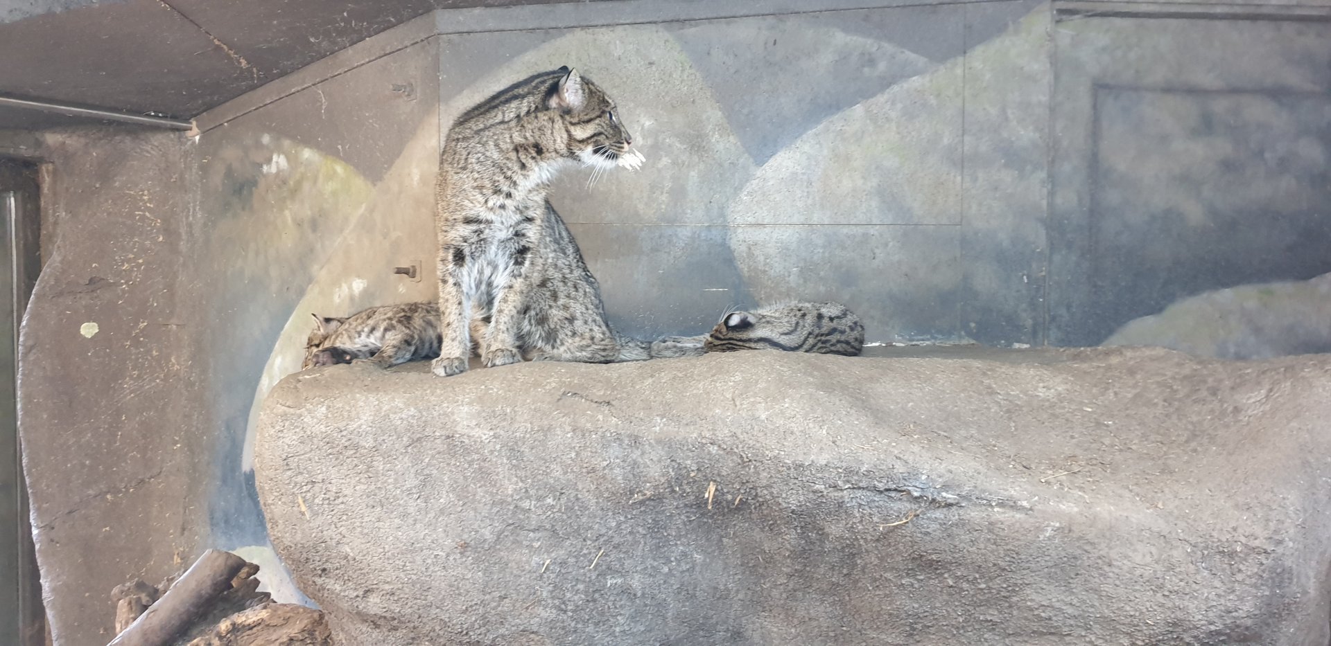 Fishing cat, mother with kittens