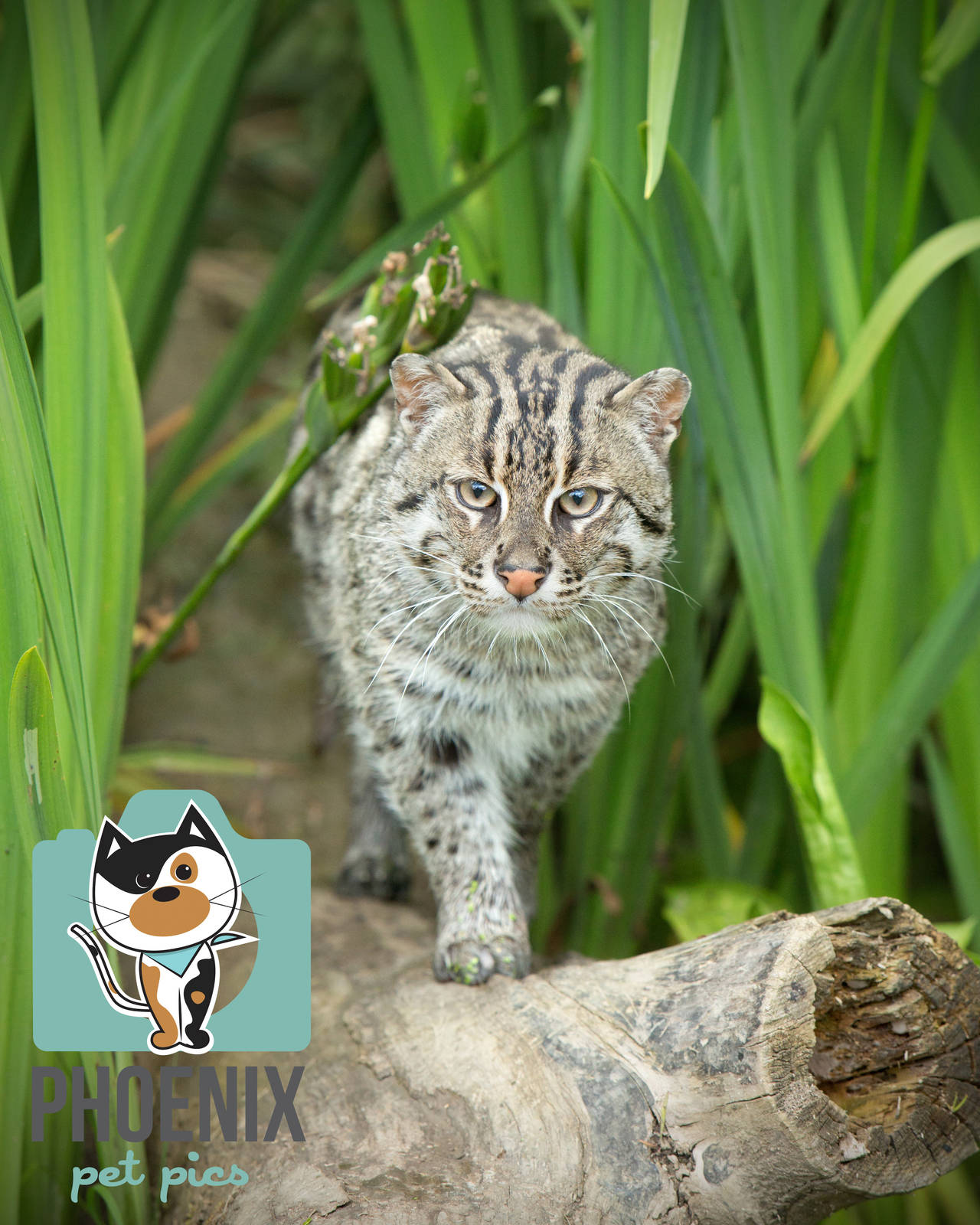 Fishing Cat (Neptune)