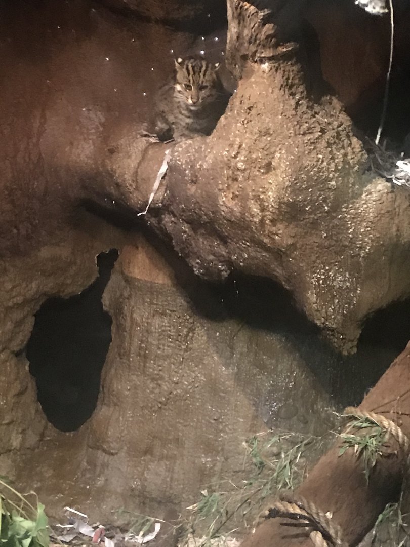 Fishing Cat Night Area