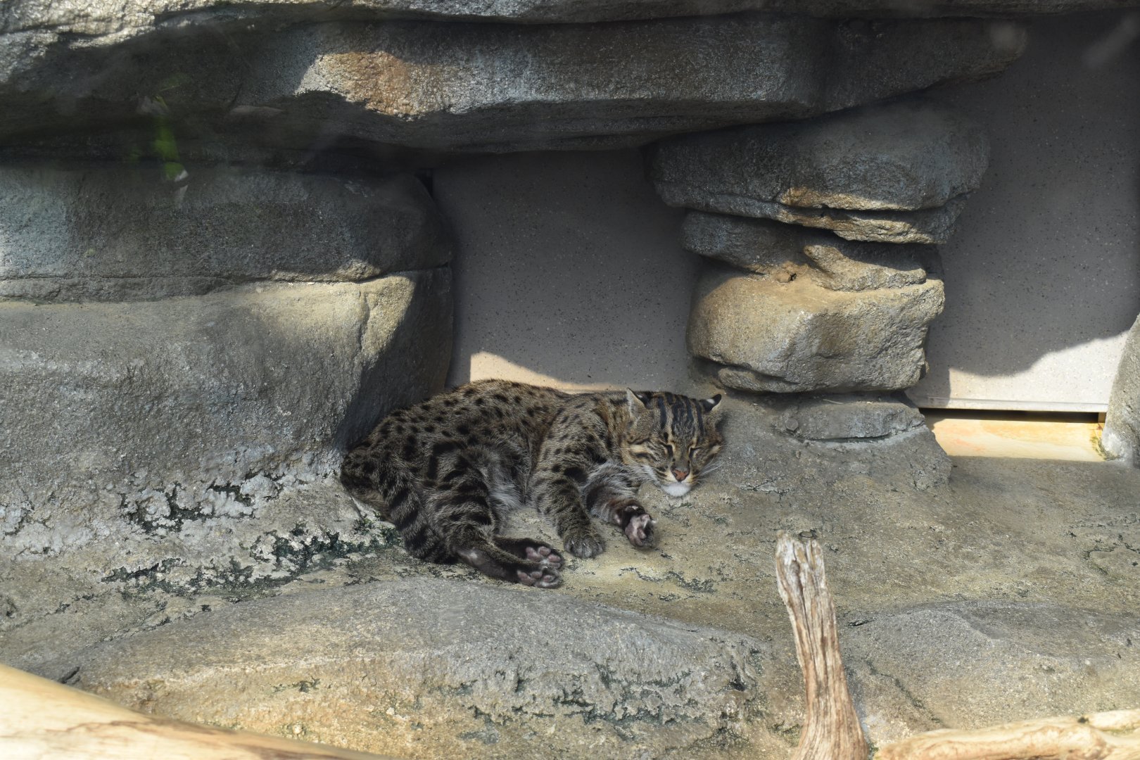 Fishing Cat ~ October 28th 2022