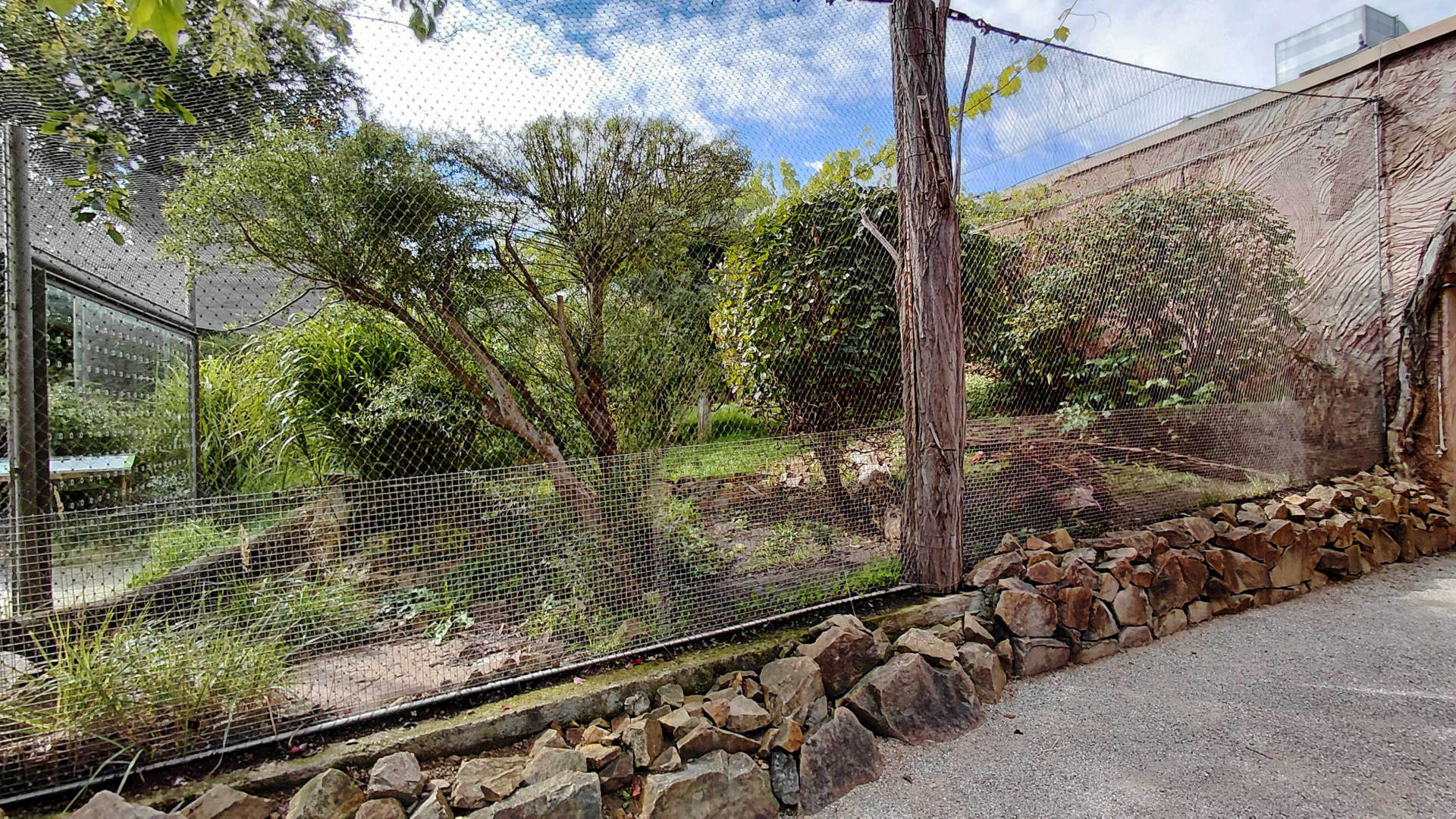 Fishing cat outdoor exhibit