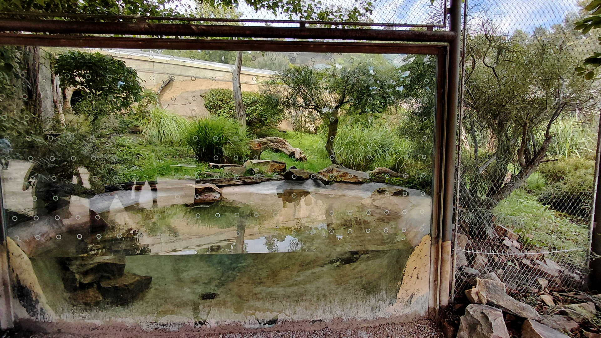 Fishing cat outdoor exhibit