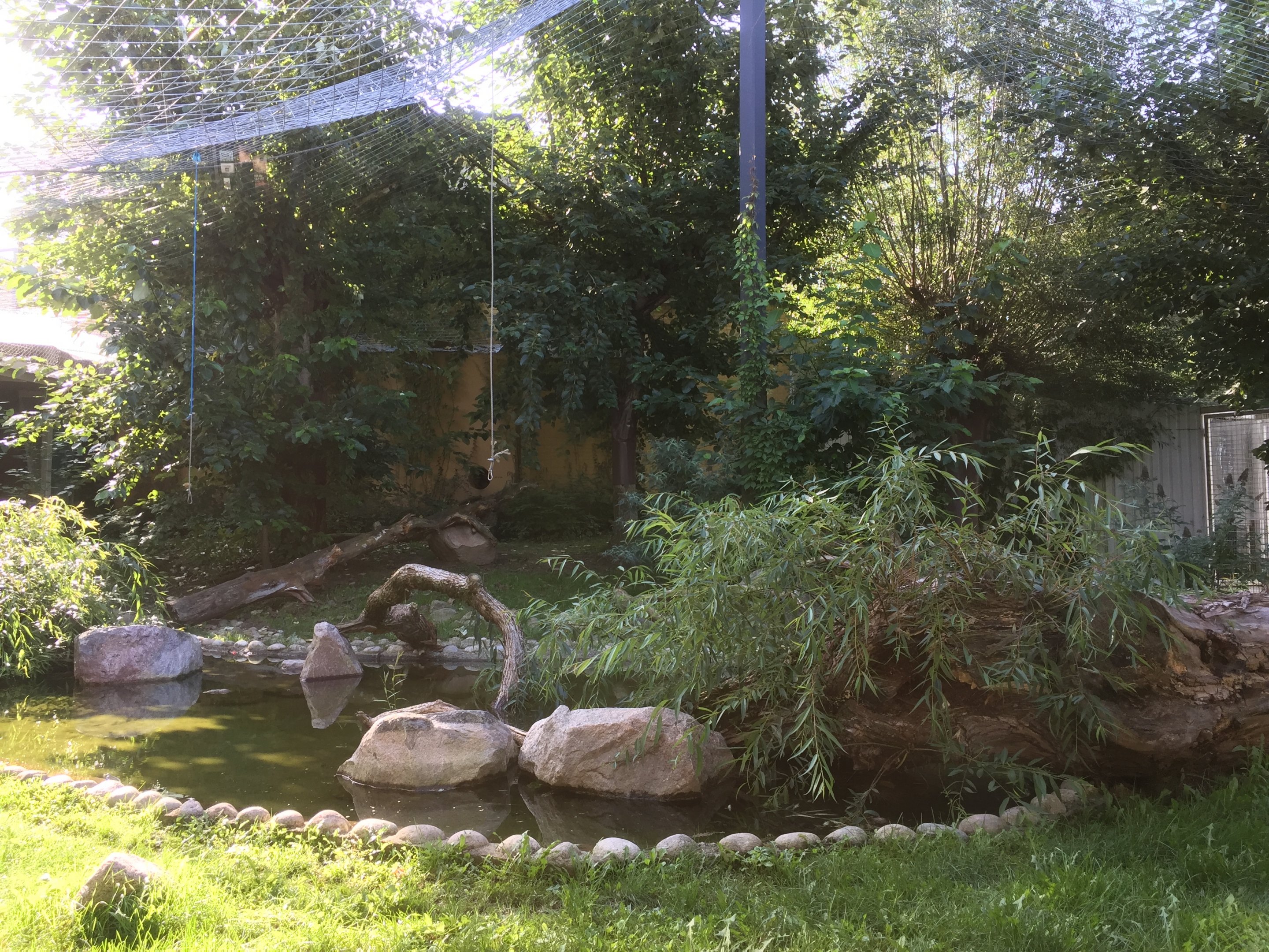 Fishing cat outdoors | The Asia Pavilion