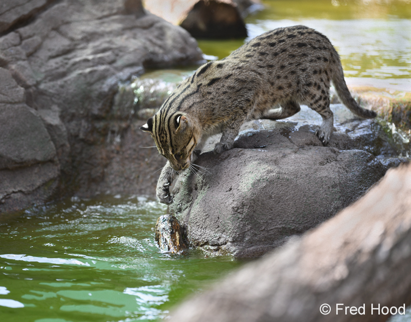 fishing cat playing with log