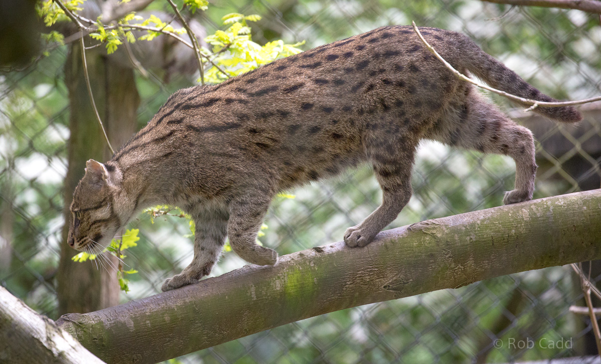 Fishing cat : Port Lympne : 05 May 2017