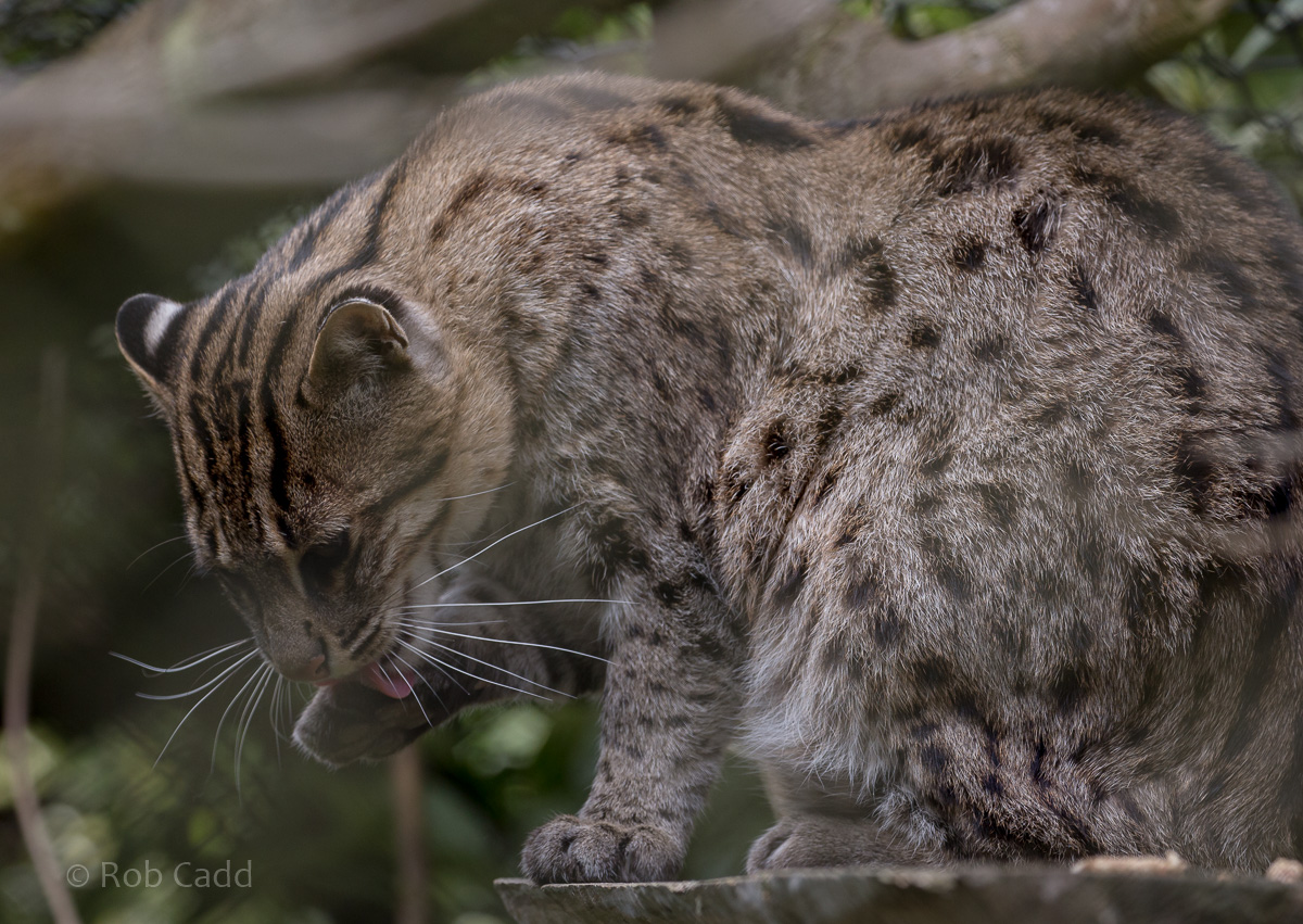 Fishing cat : Port Lympne : 05 May 2017