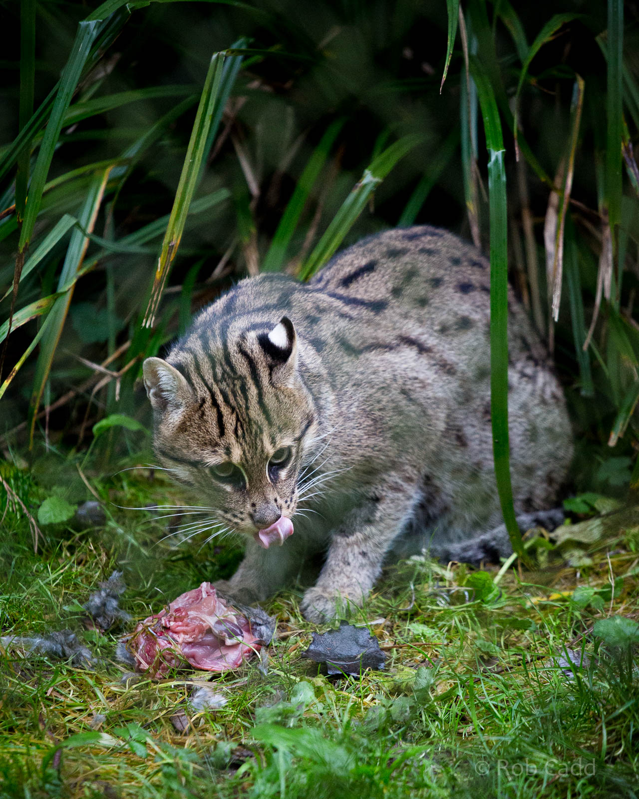 Fishing cat : Port Lympne : 15 Oct 2014