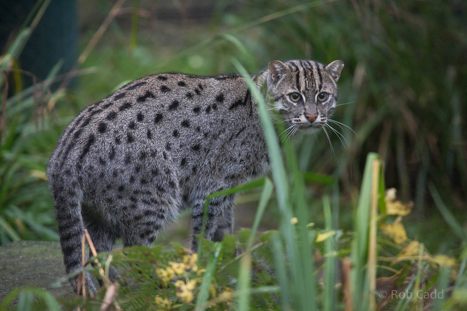 Fishing cat : Port Lympne : 15 Oct 2014