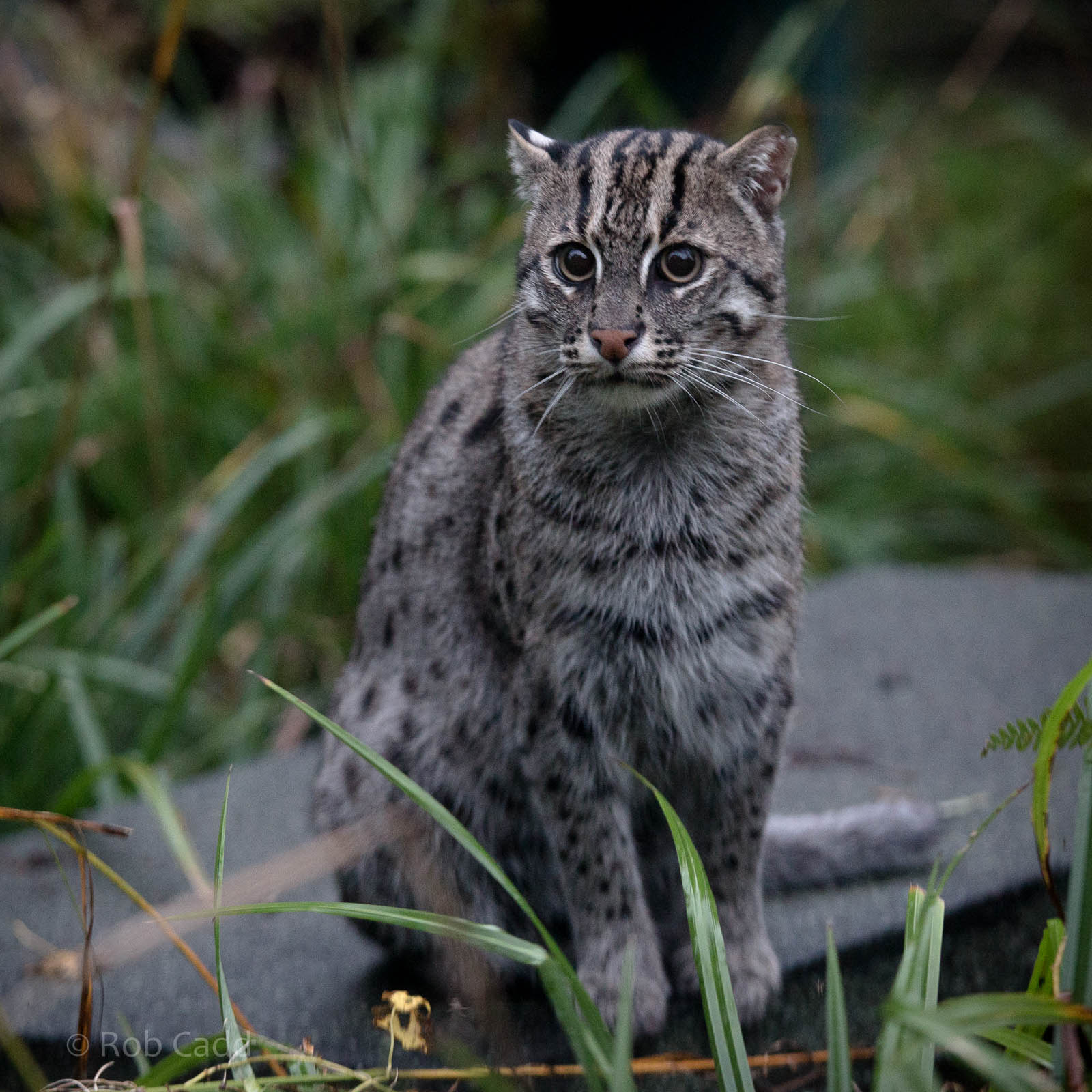 Fishing cat : Port Lympne : 15 Oct 2014