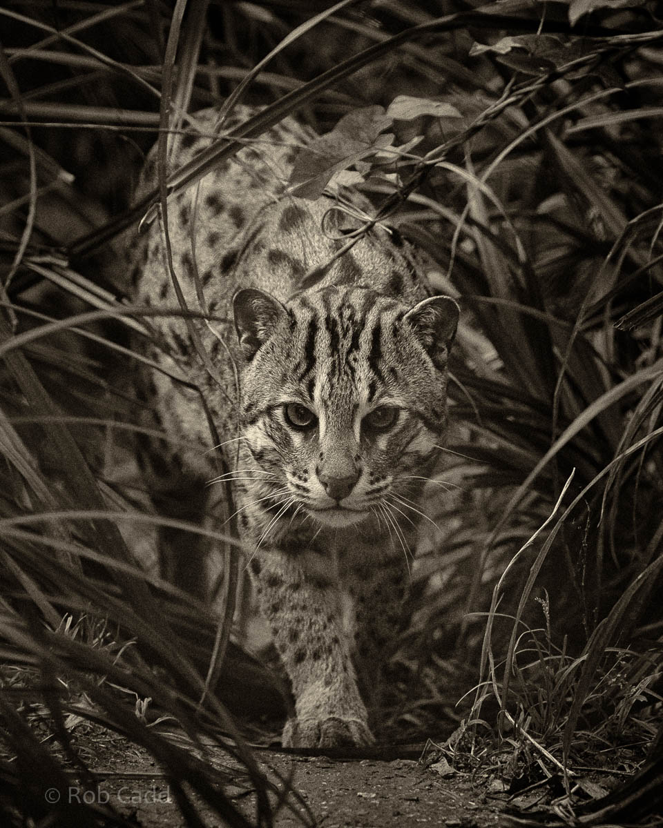 Fishing cat : Port Lympne : 29 Aug 2015