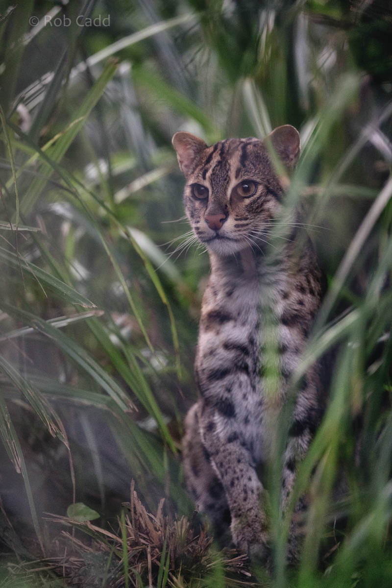 Fishing cat : Port Lympne : 29 Aug 2015