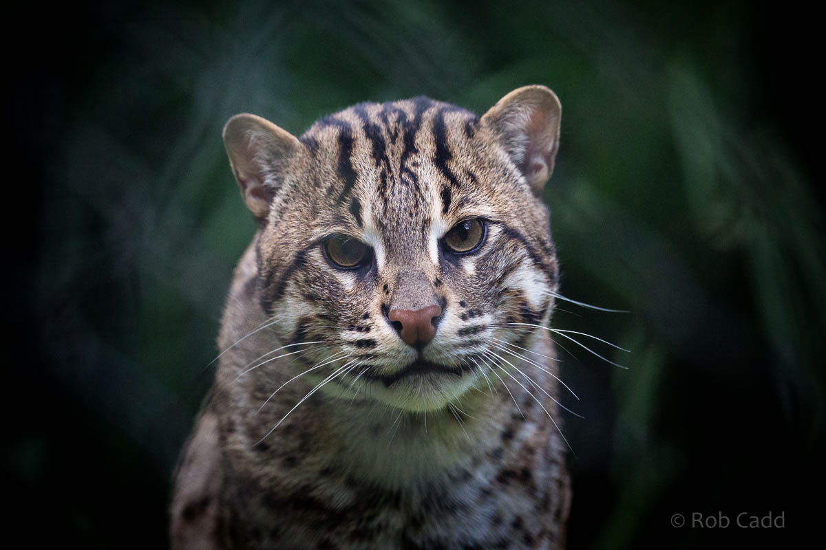 Fishing cat : Port Lympne : 29 Aug 2015