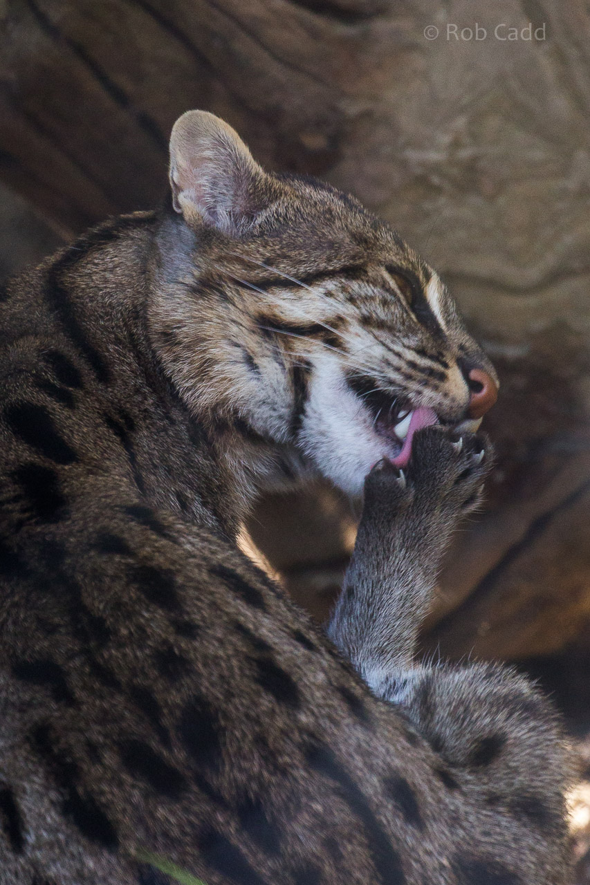Fishing cat : Port Lympne : 31 Mar 2015