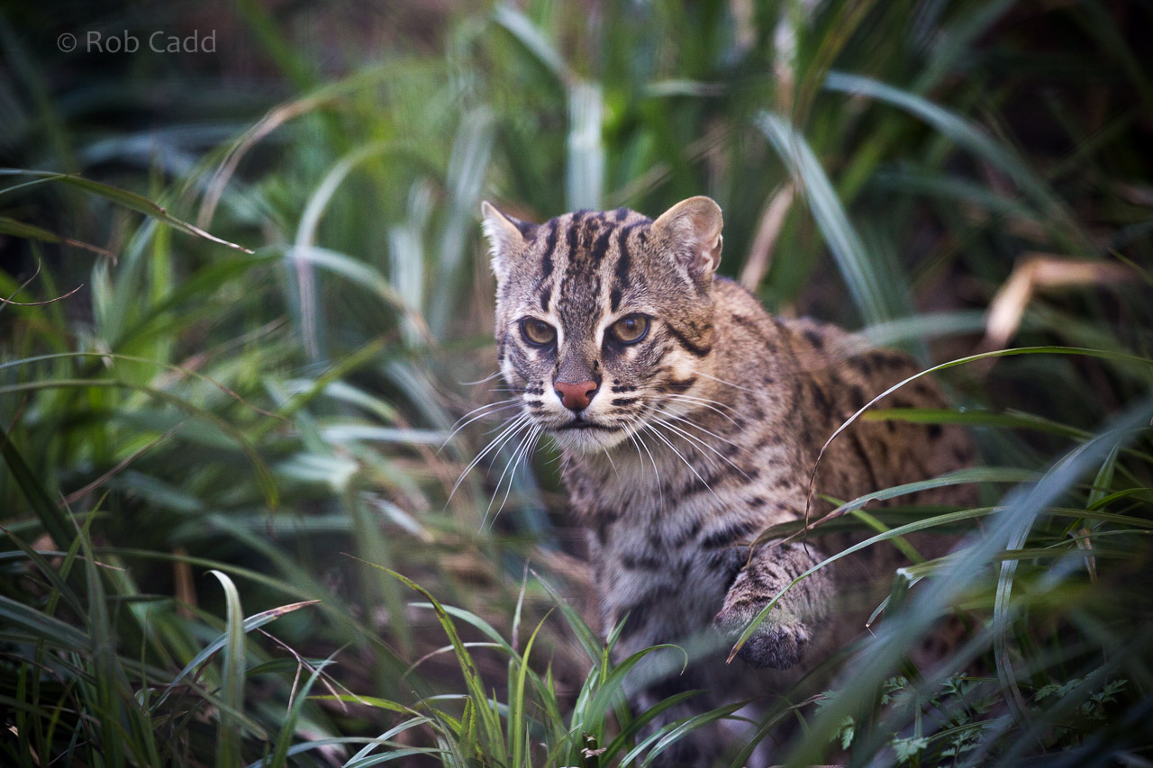 Fishing cat : Port Lympne : 31 Mar 2015