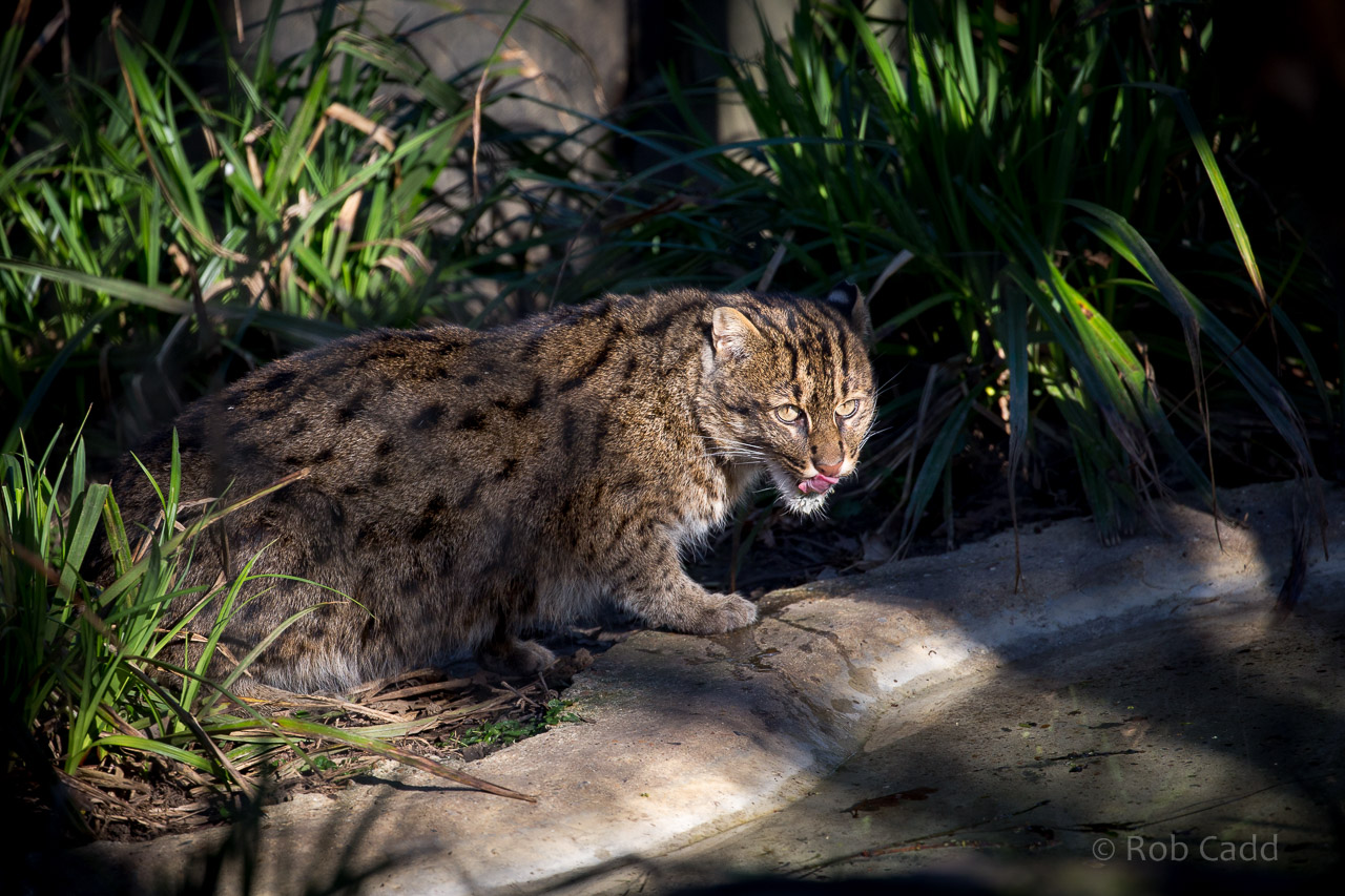 Fishing cat : Port Lympne : 31 Mar 2015
