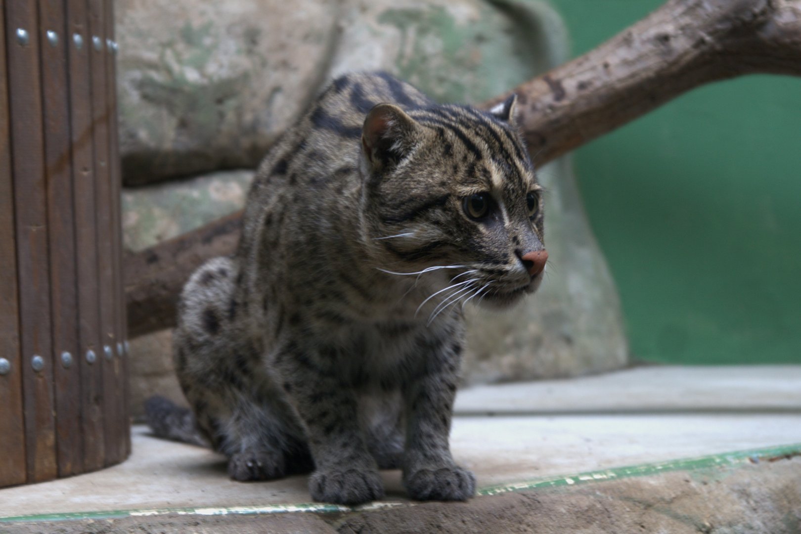 Fishing Cat (Prionailurus viverrinus), 12-09-25