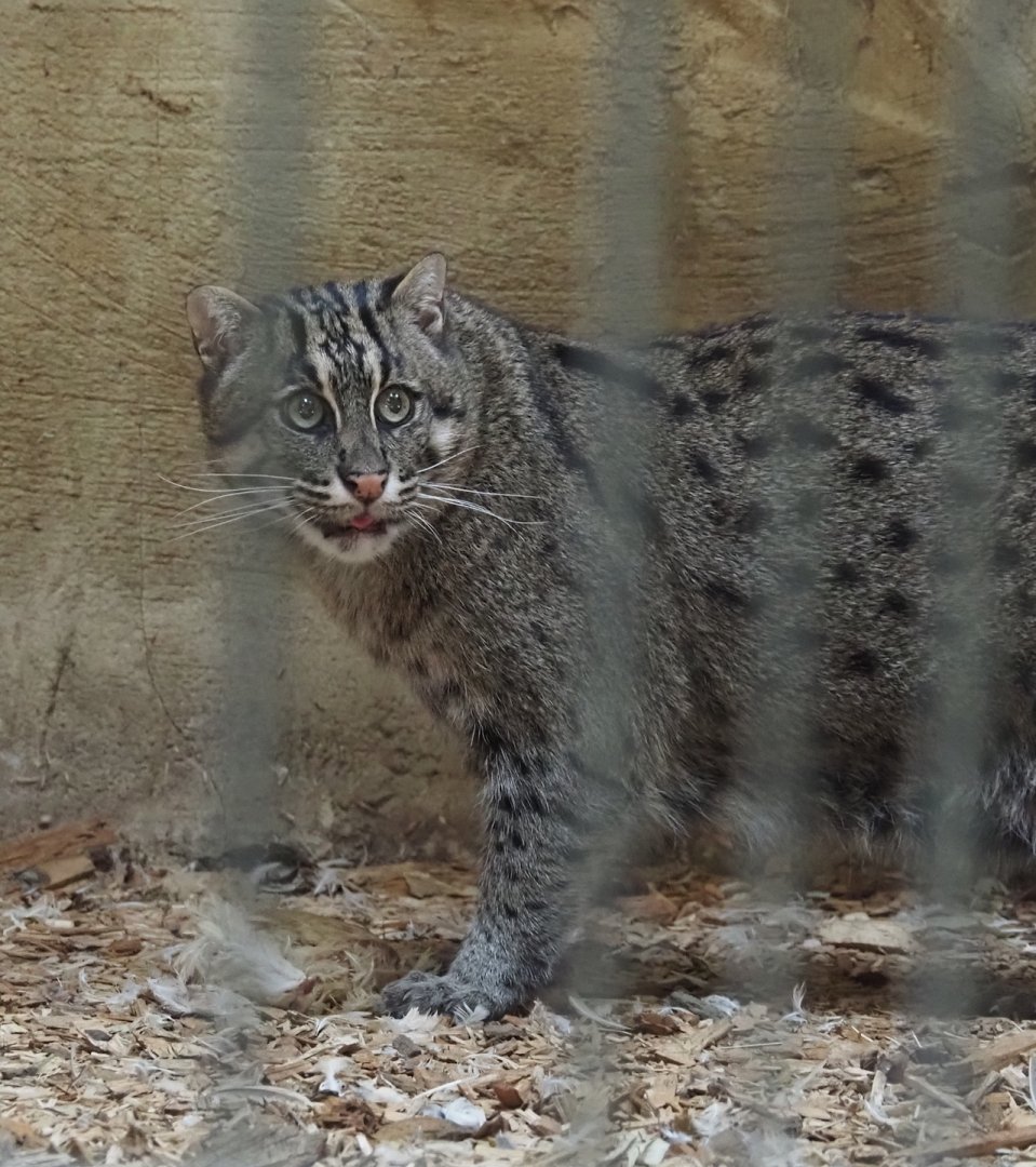 Fishing cat (Prionailurus viverrinus), 2024-06-08