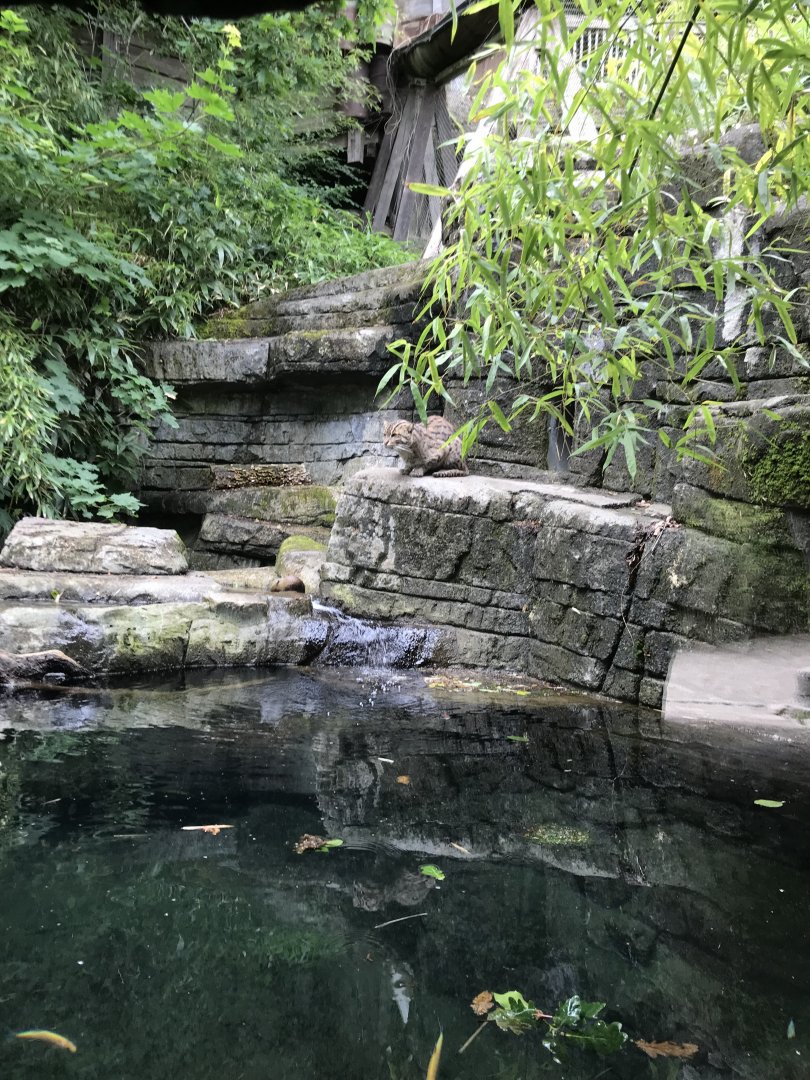 Fishing Cat (Prionailurus viverrinus) (7/6/25)