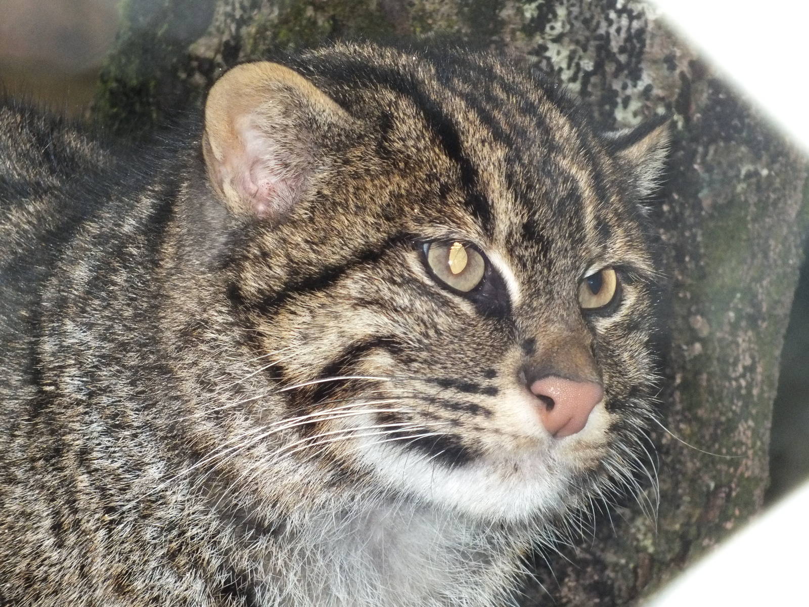 Fishing cat (Prionailurus viverrinus) at Exmoor Zoo - January 28th 2013