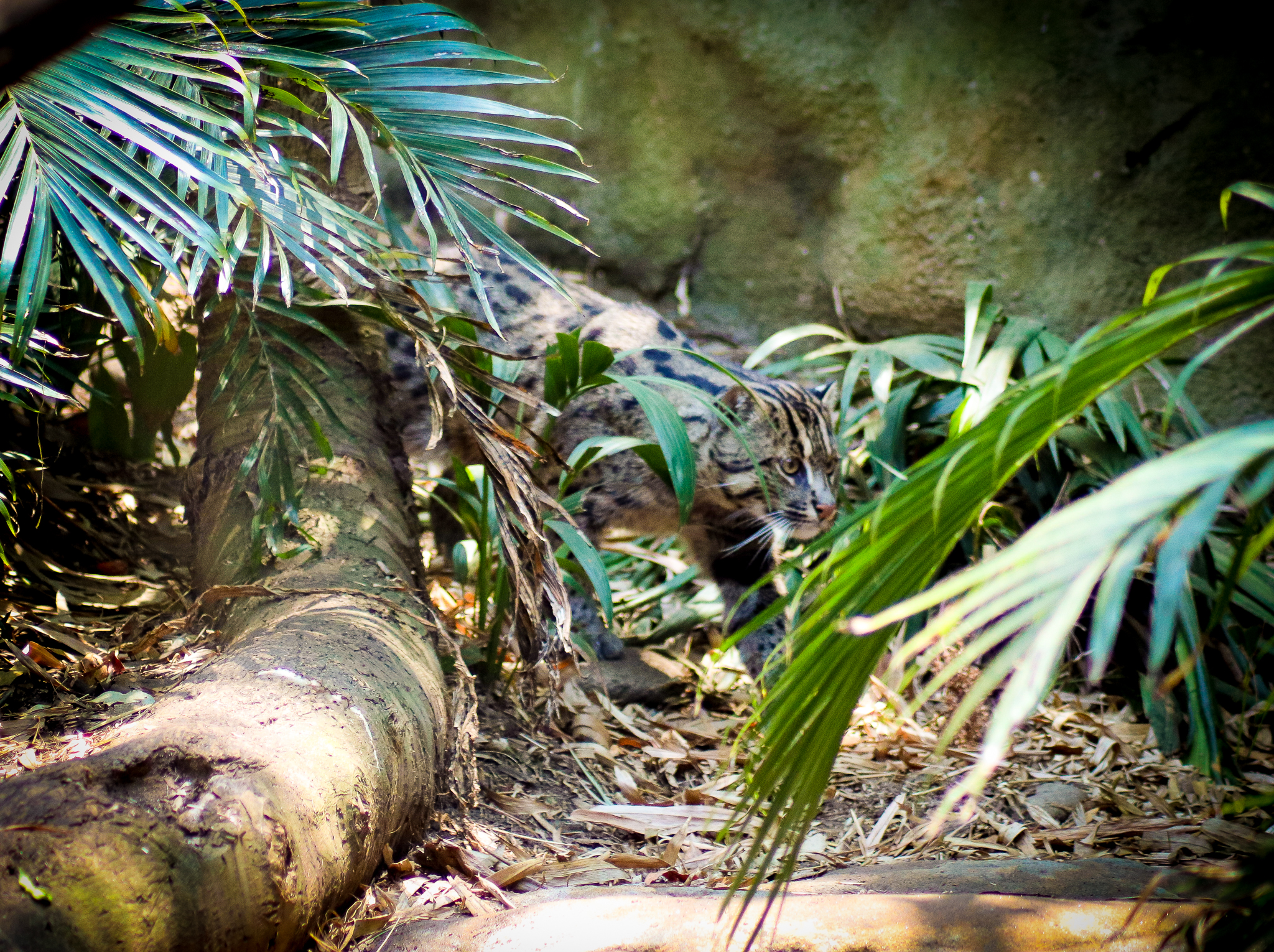Fishing Cat (Prionailurus viverrinus) - December 2019