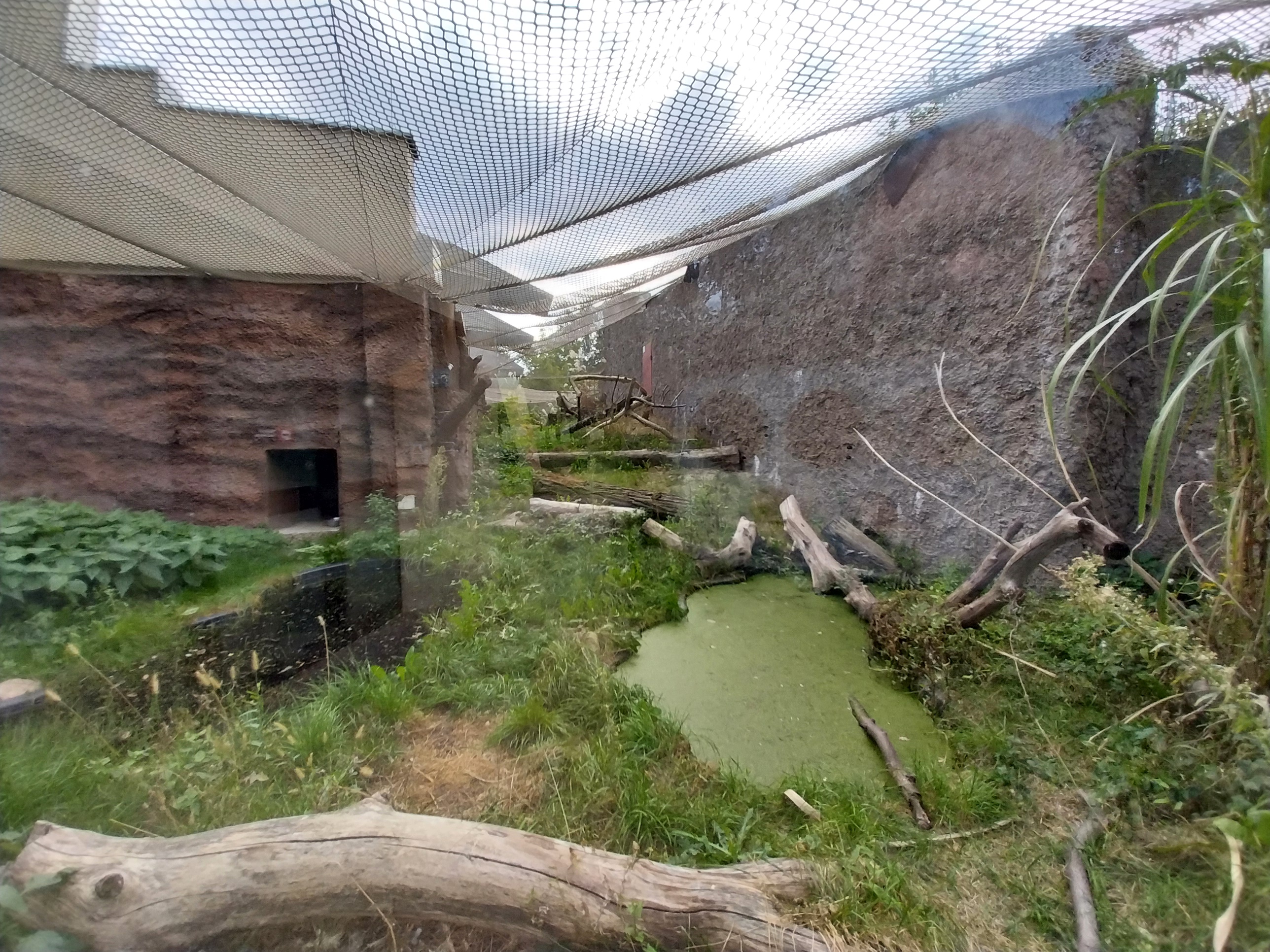 Fishing Cat (Prionailurus viverrinus) enclosure 1