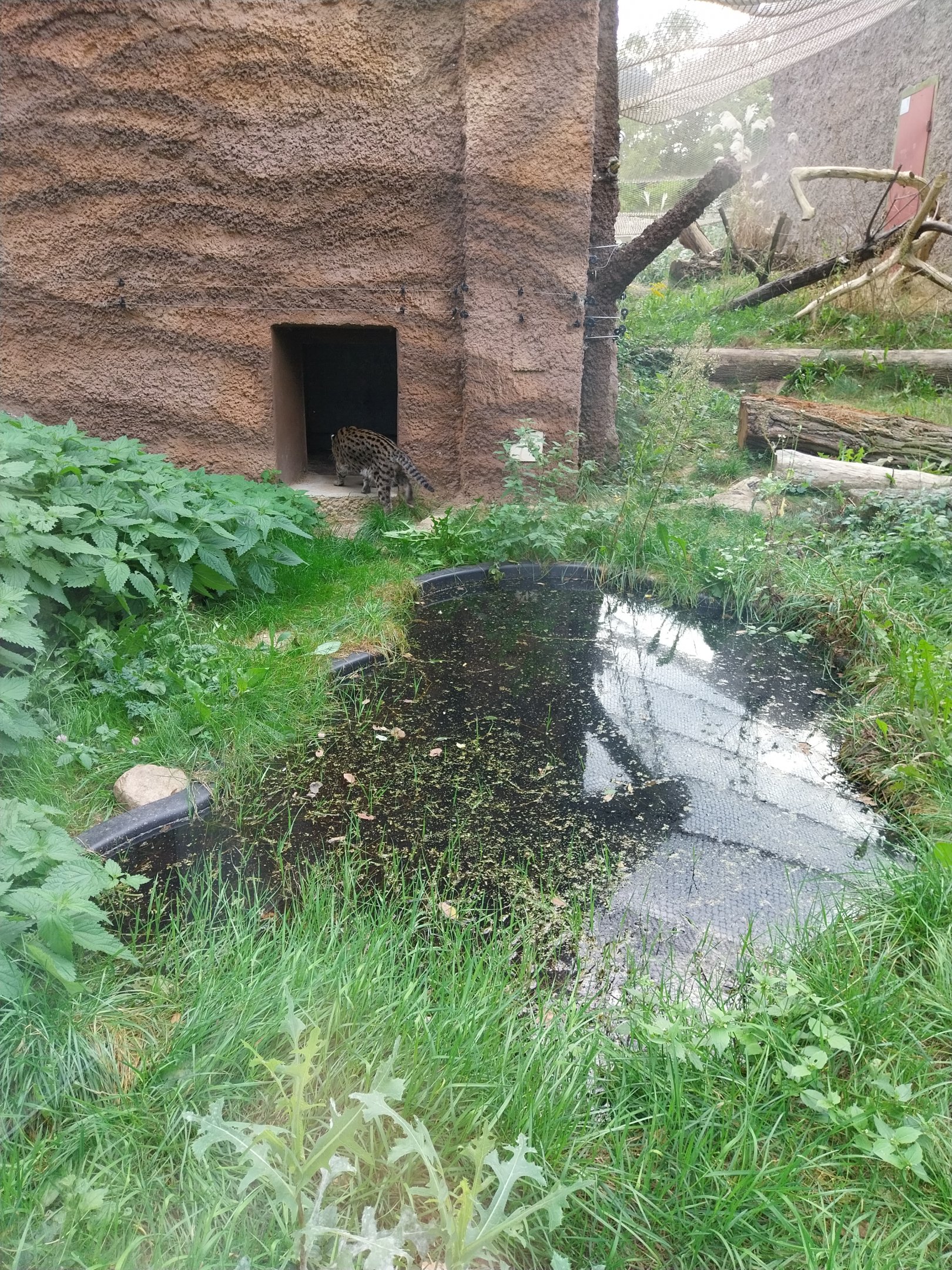 Fishing Cat (Prionailurus viverrinus) enclosure 1