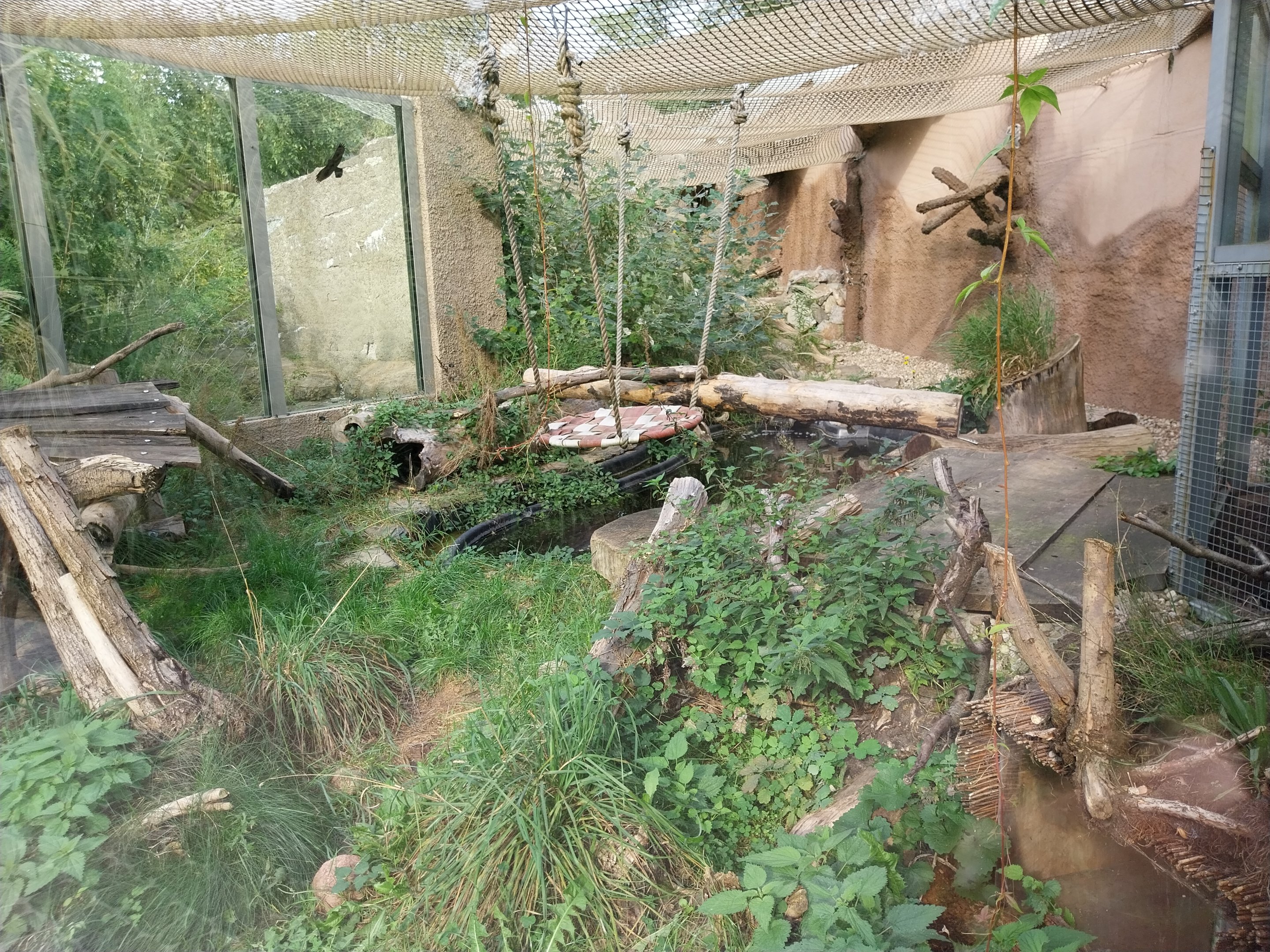 Fishing Cat (Prionailurus viverrinus) enclosure 2