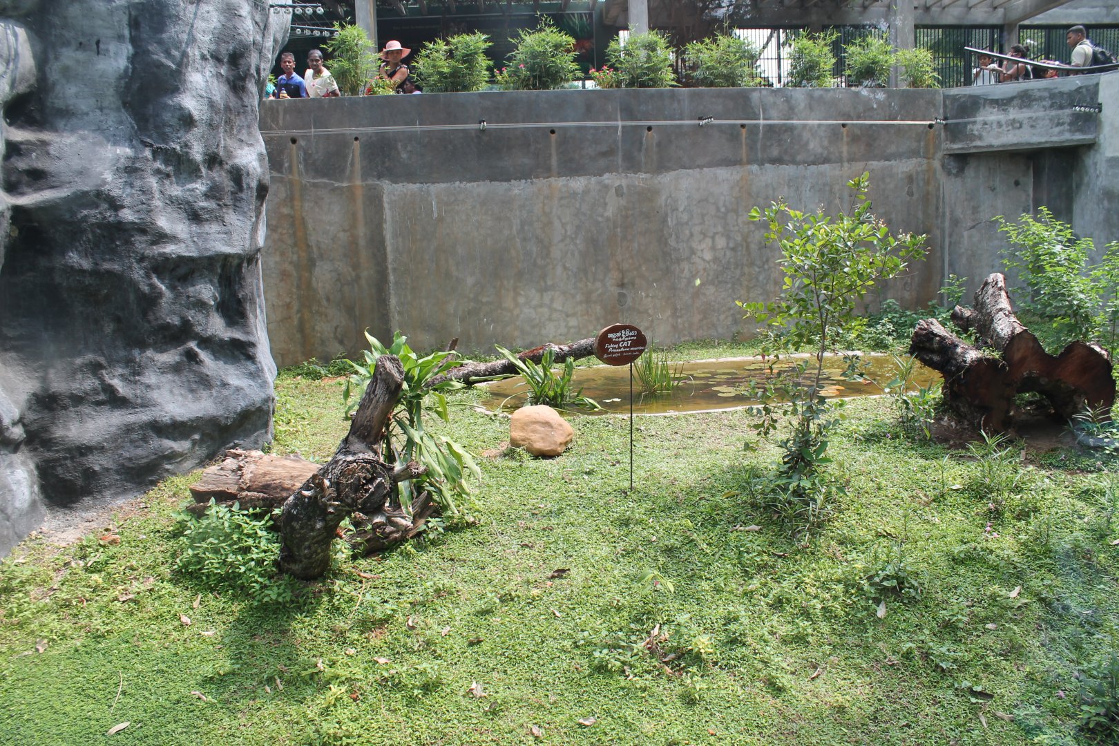 Fishing Cat (Prionailurus viverrinus) enclosure