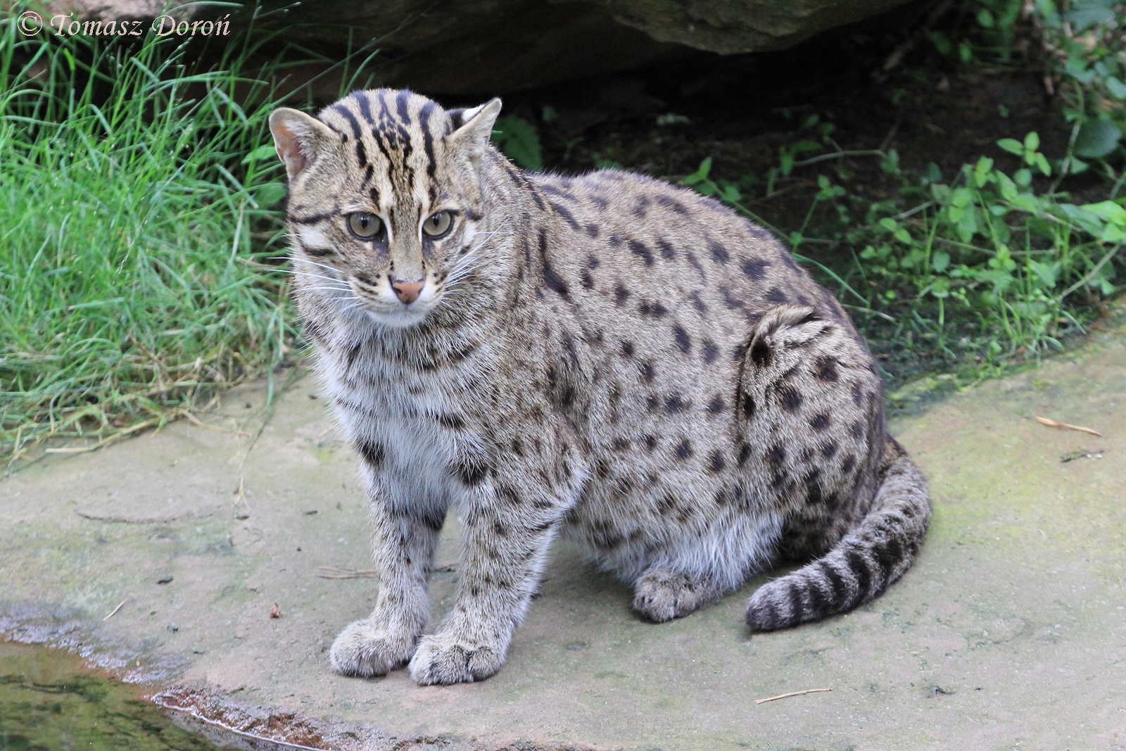 Fishing Cat (Prionailurus viverrinus), July 2017