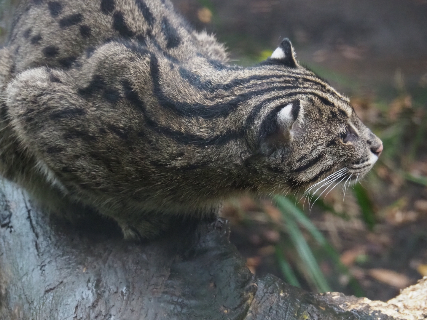 Fishing cat (Prionailurus viverrinus), Nov 10th, 2018