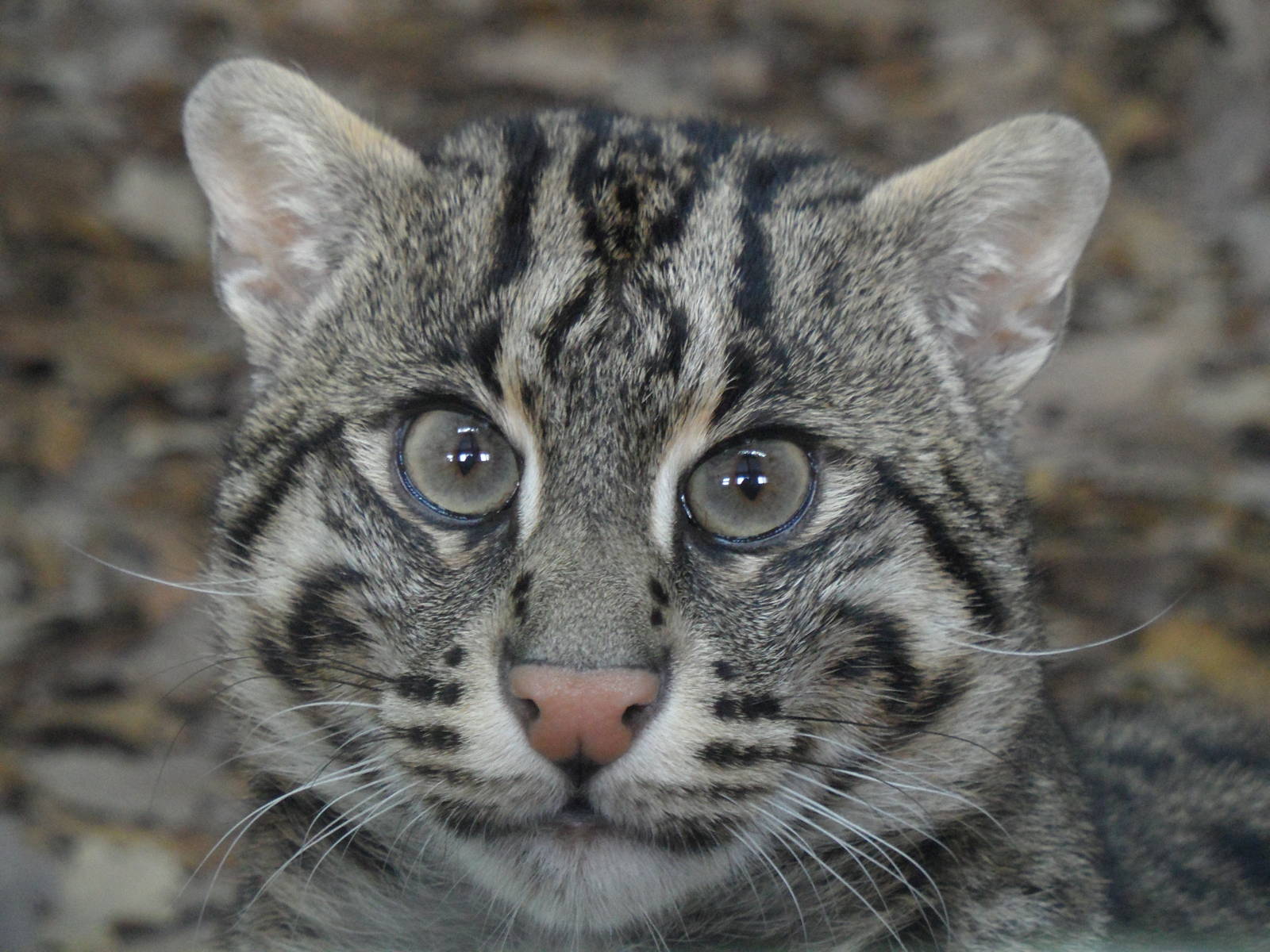 Fishing cat/Prionailurus viverrinus