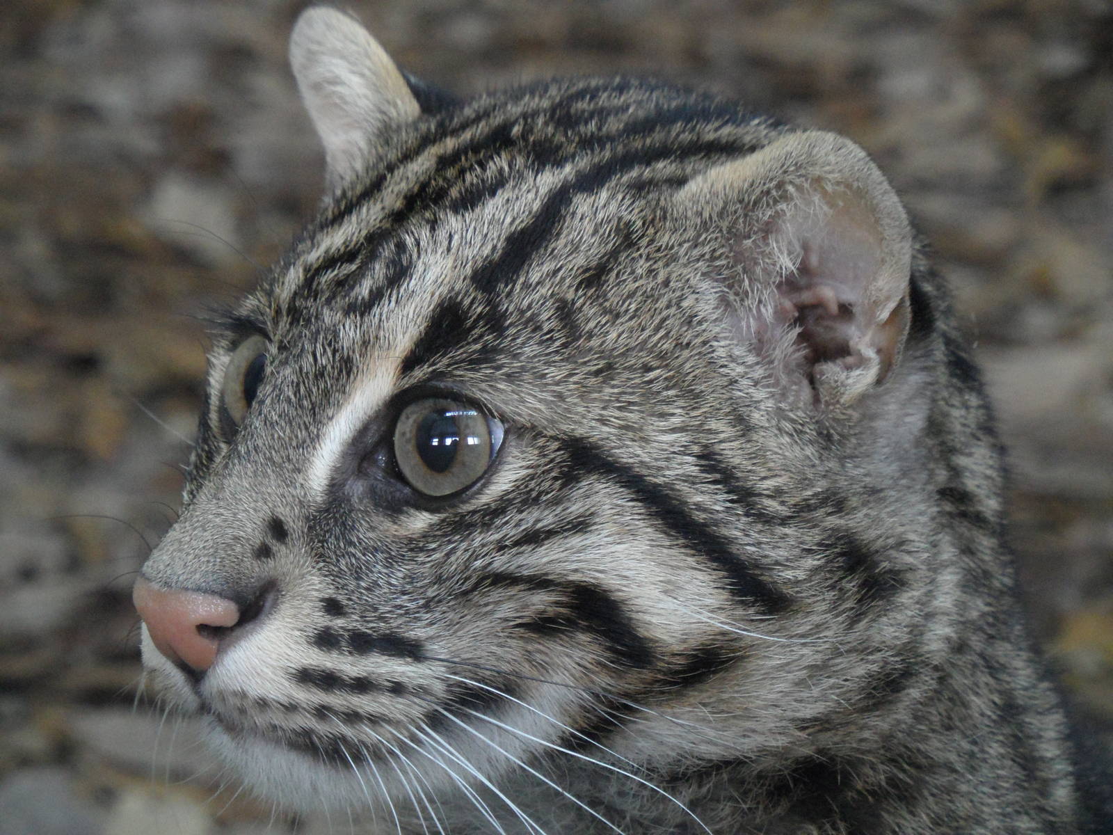 Fishing cat/Prionailurus viverrinus