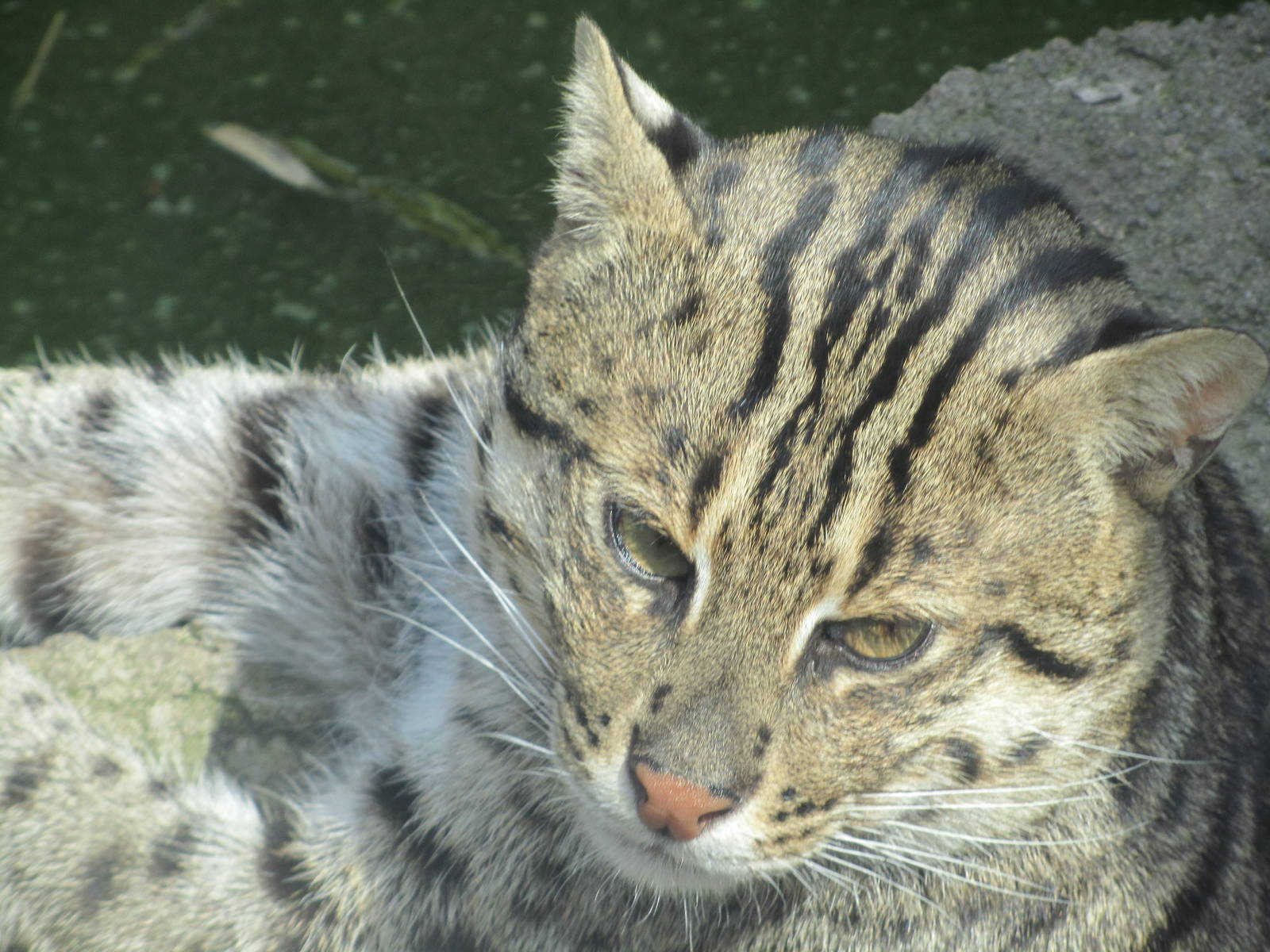Fishing cat (Prionailurus viverrinus)