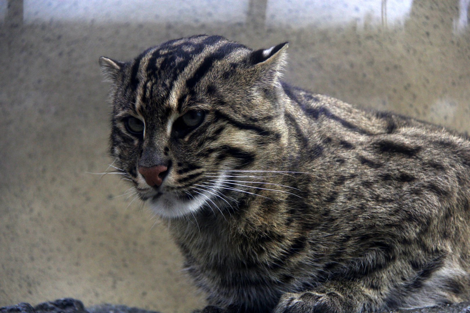 Fishing cat (Prionailurus viverrinus)