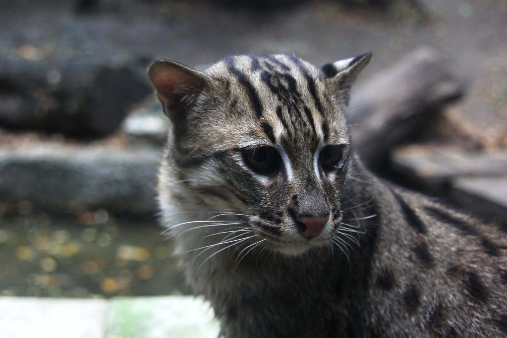 fishing cat (Prionailurus viverrinus)