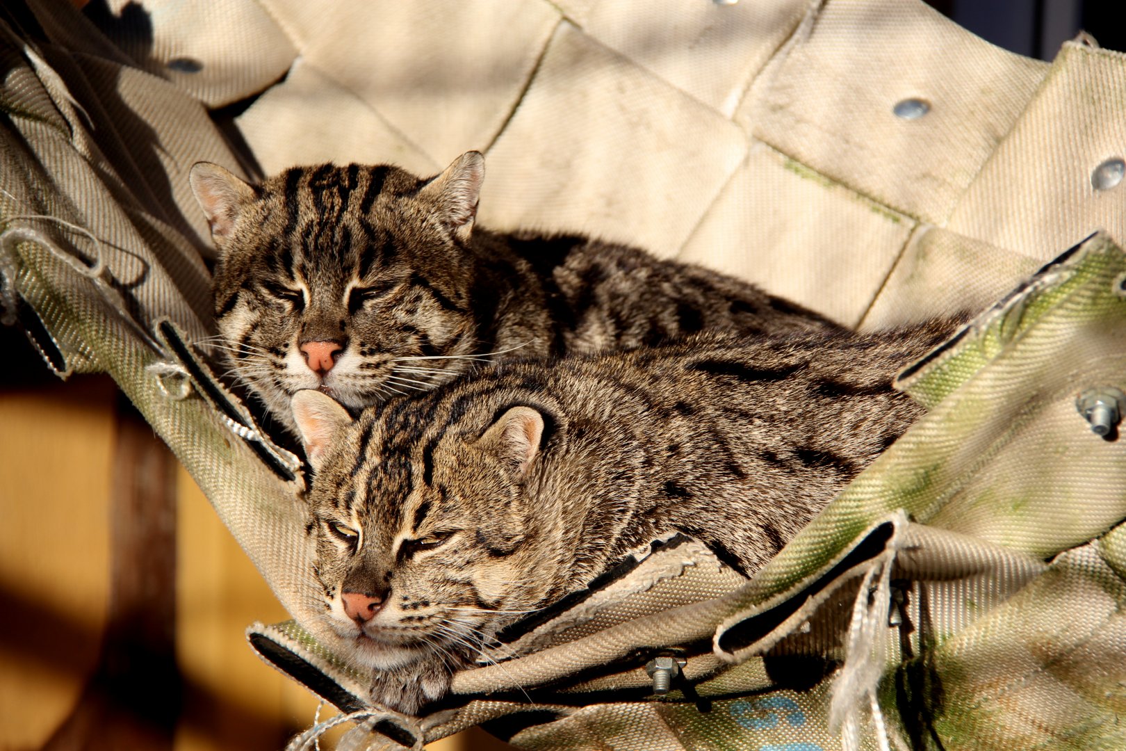 fishing cat (Prionailurus viverrinus)
